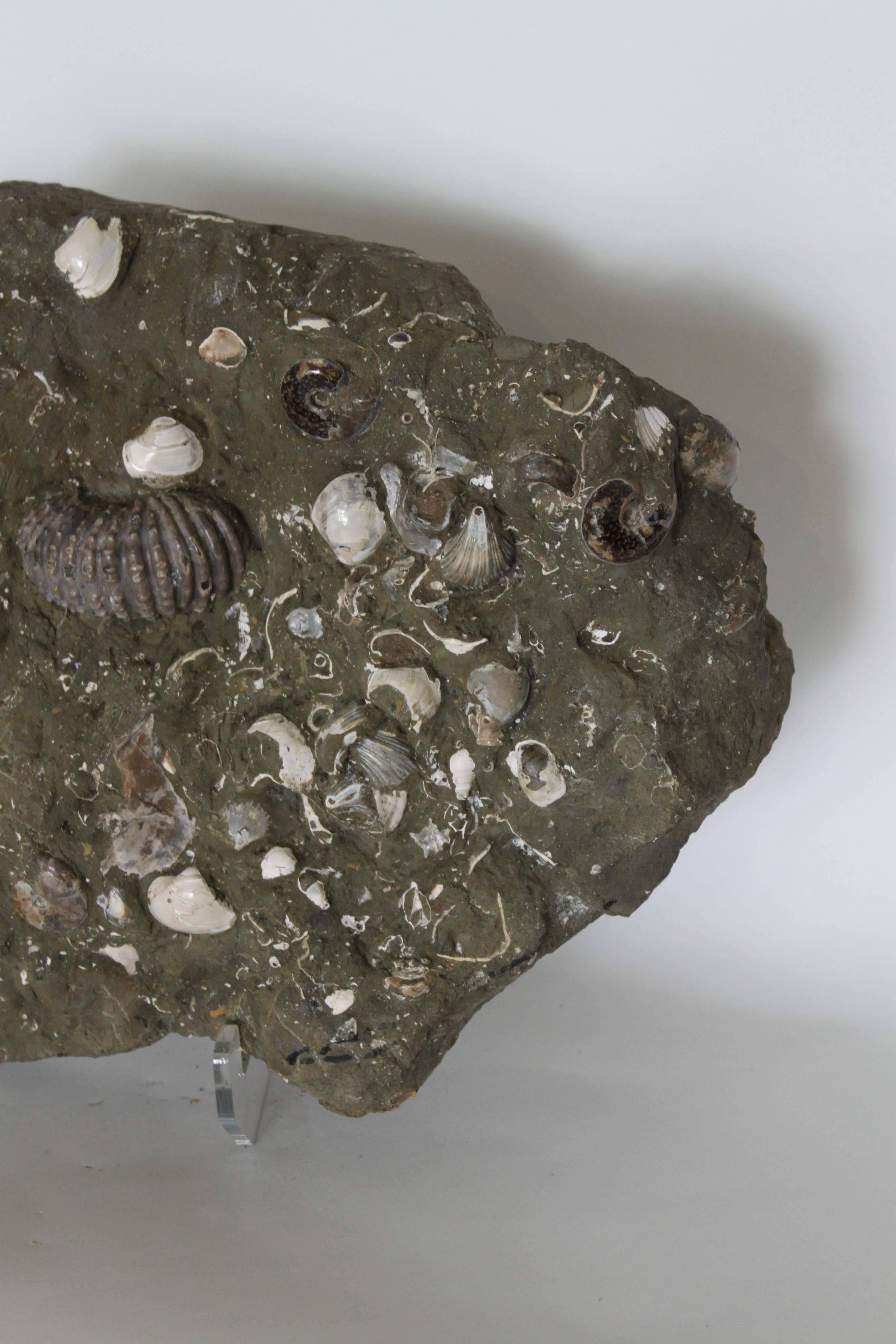 Ammonite Fossil Matrix For Sale 2