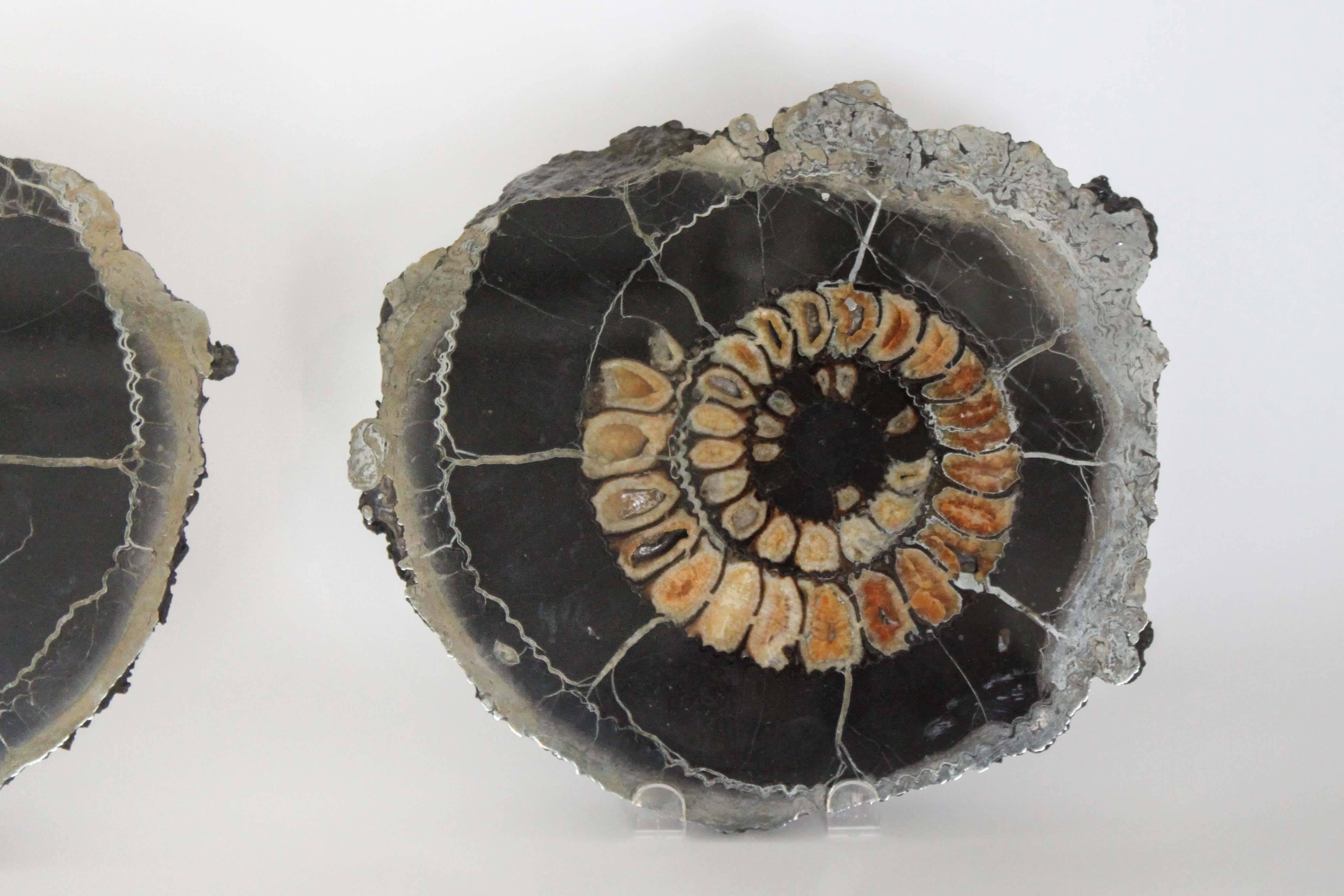 Primitive Ammonite Discs, Pair For Sale