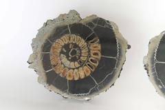 Ammonite Discs, Pair