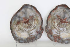 American Petrified Wood Slices, Pair
