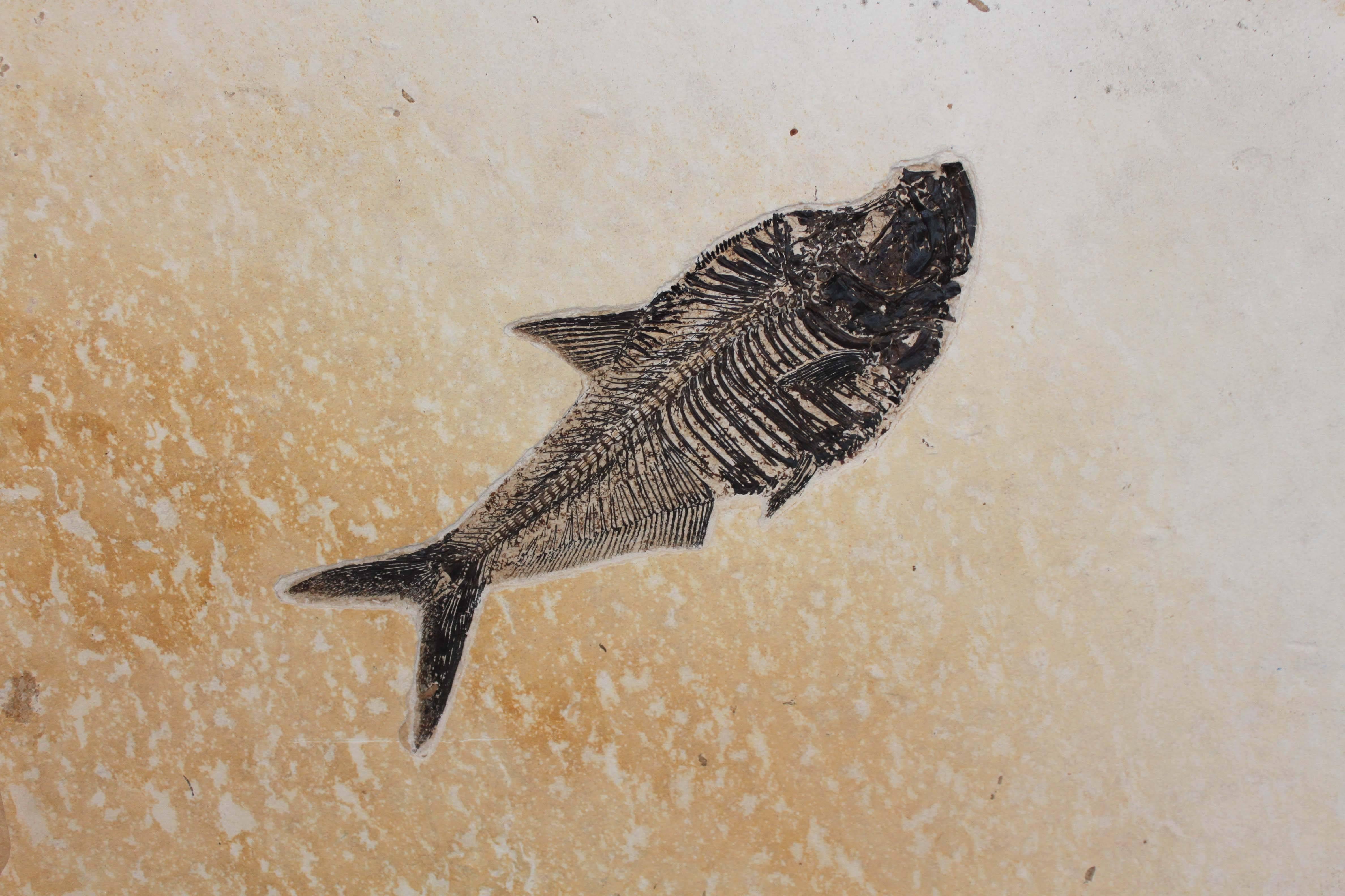 This diplomystus fish fossil is complete and natural, a truly rare finds. From the world famous Green River Formation in Wyoming, the fossil beds span a 5 million year period, dating between 53.5 and 48.5 million years old.