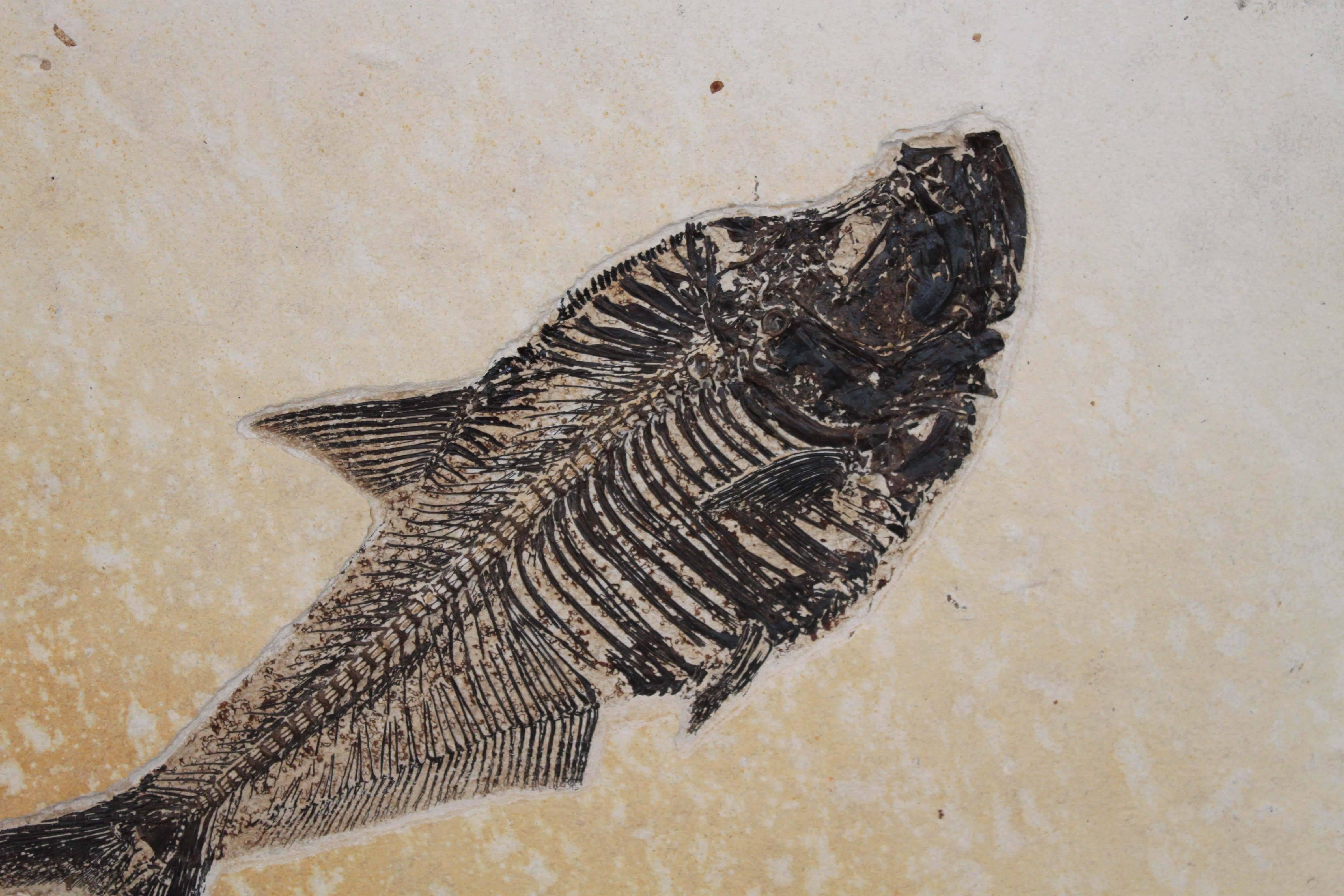 diplomystus fossil for sale