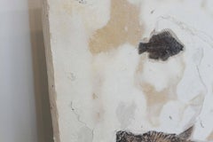 Diplomystus Dentaus Fish Fossil Plate from the Green River Formation