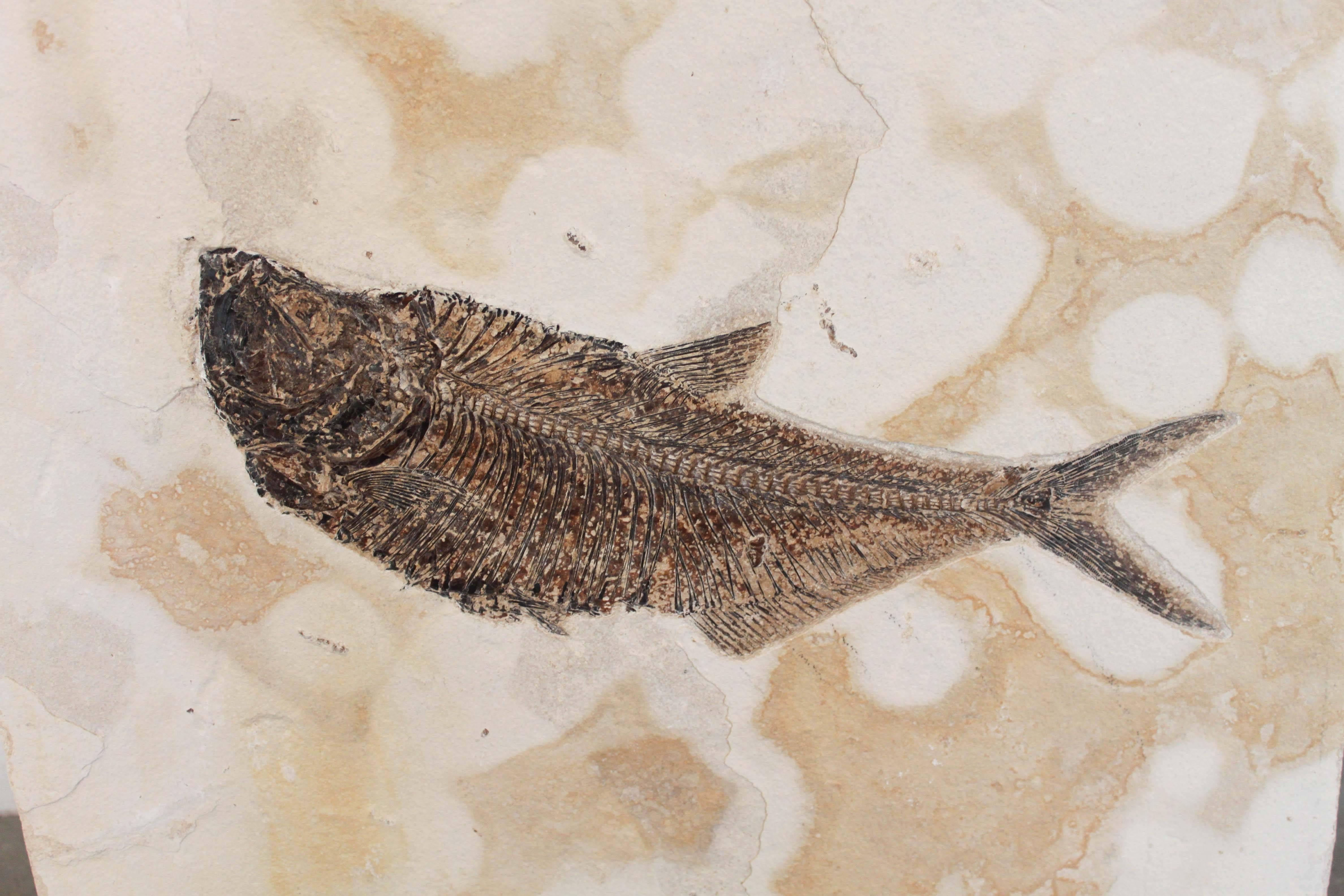 American Diplomystus Dentaus Fish Fossil Plate from the Green River Formation