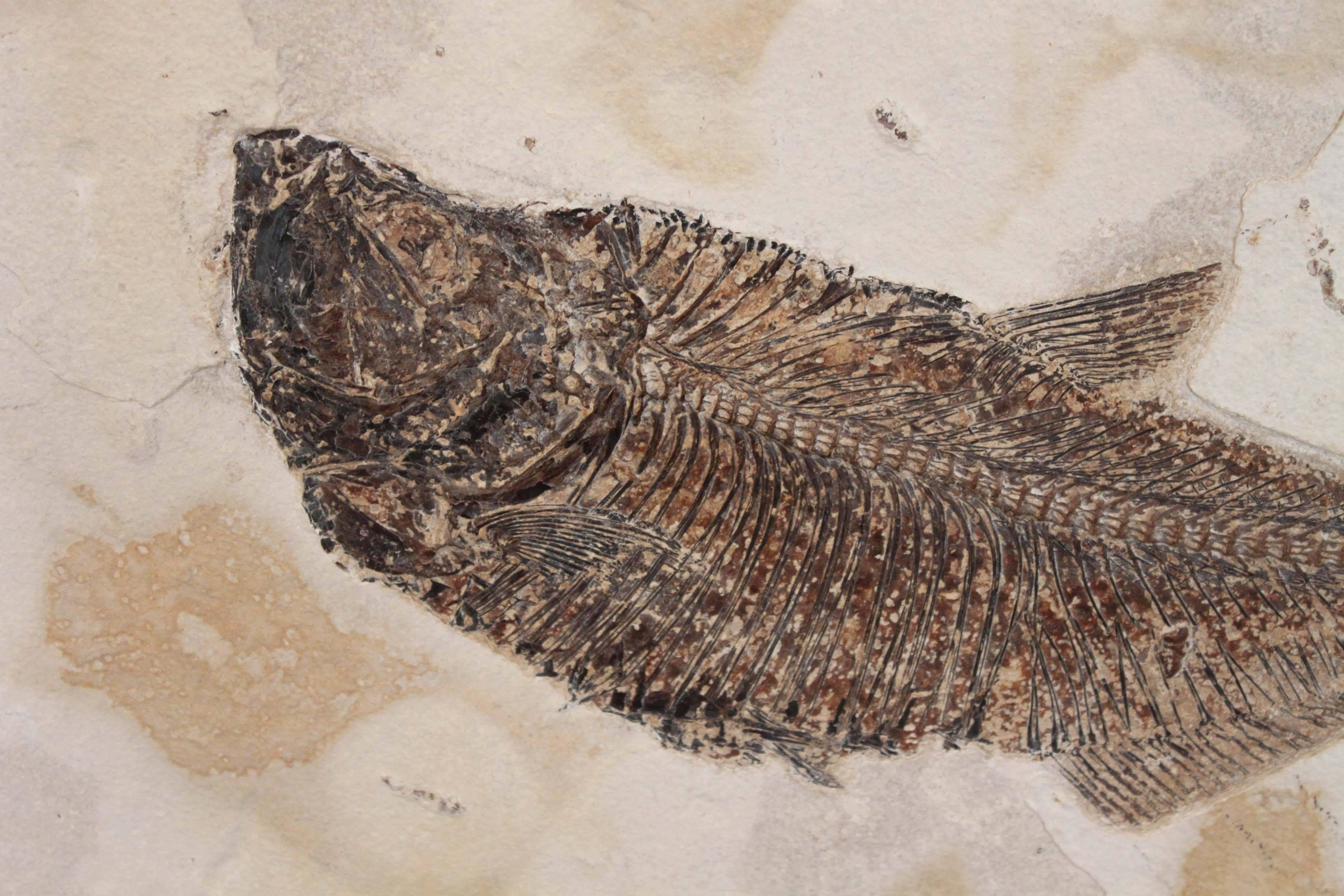 18th Century and Earlier Diplomystus Dentaus Fish Fossil Plate from the Green River Formation