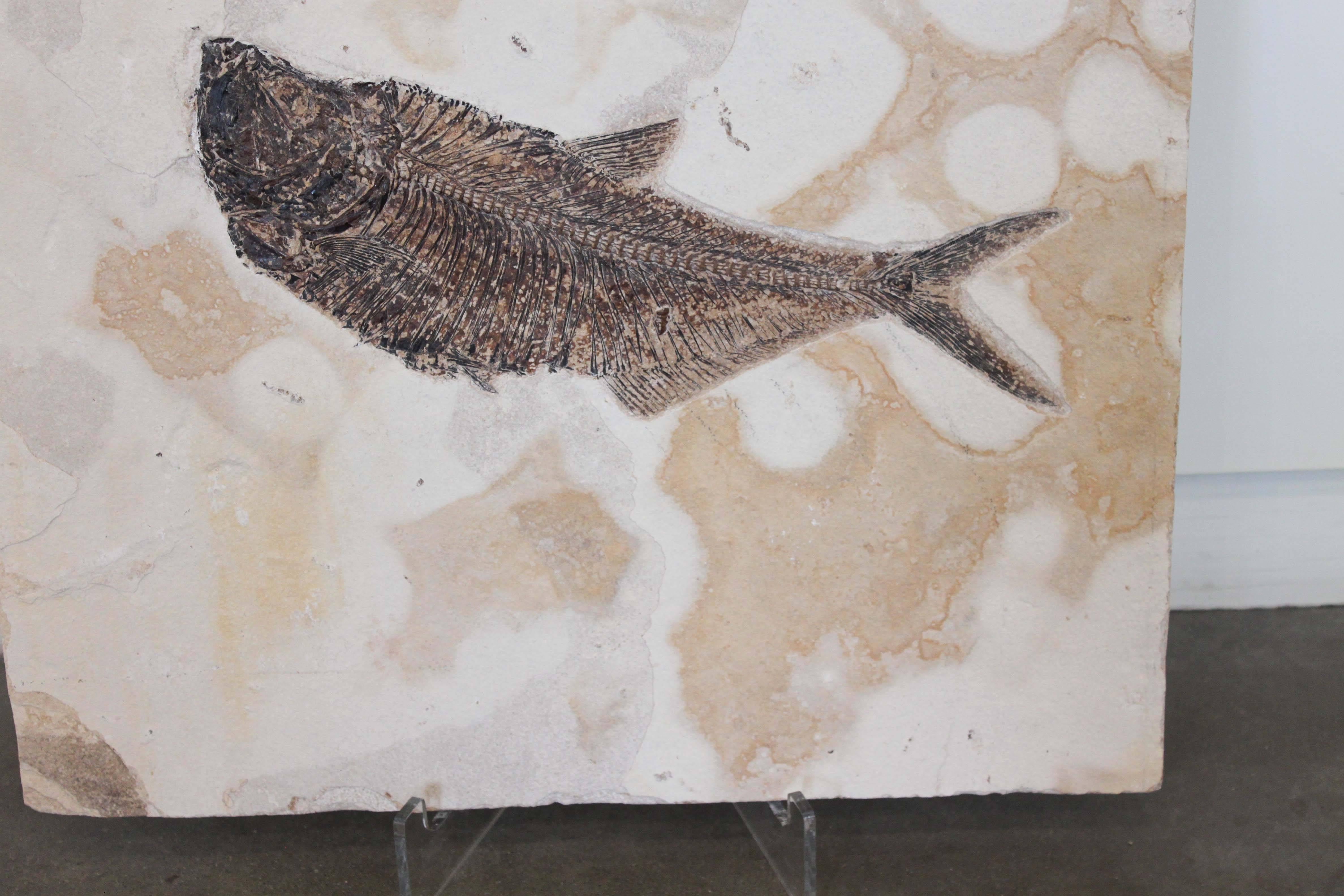 Diplomystus Dentaus Fish Fossil Plate from the Green River Formation 1