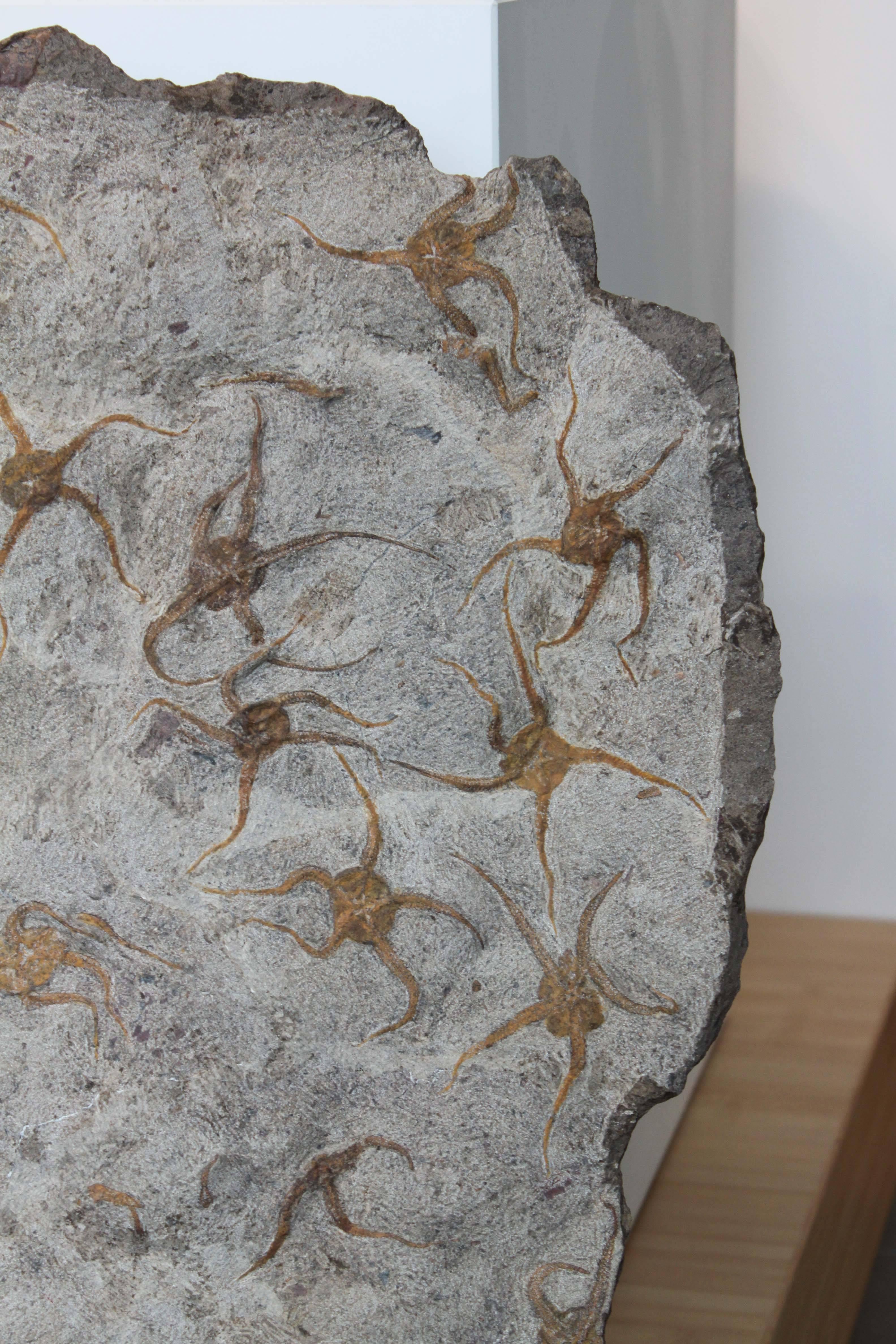 18th Century and Earlier Ordovician Brittle Star Fossil from Morocco For Sale