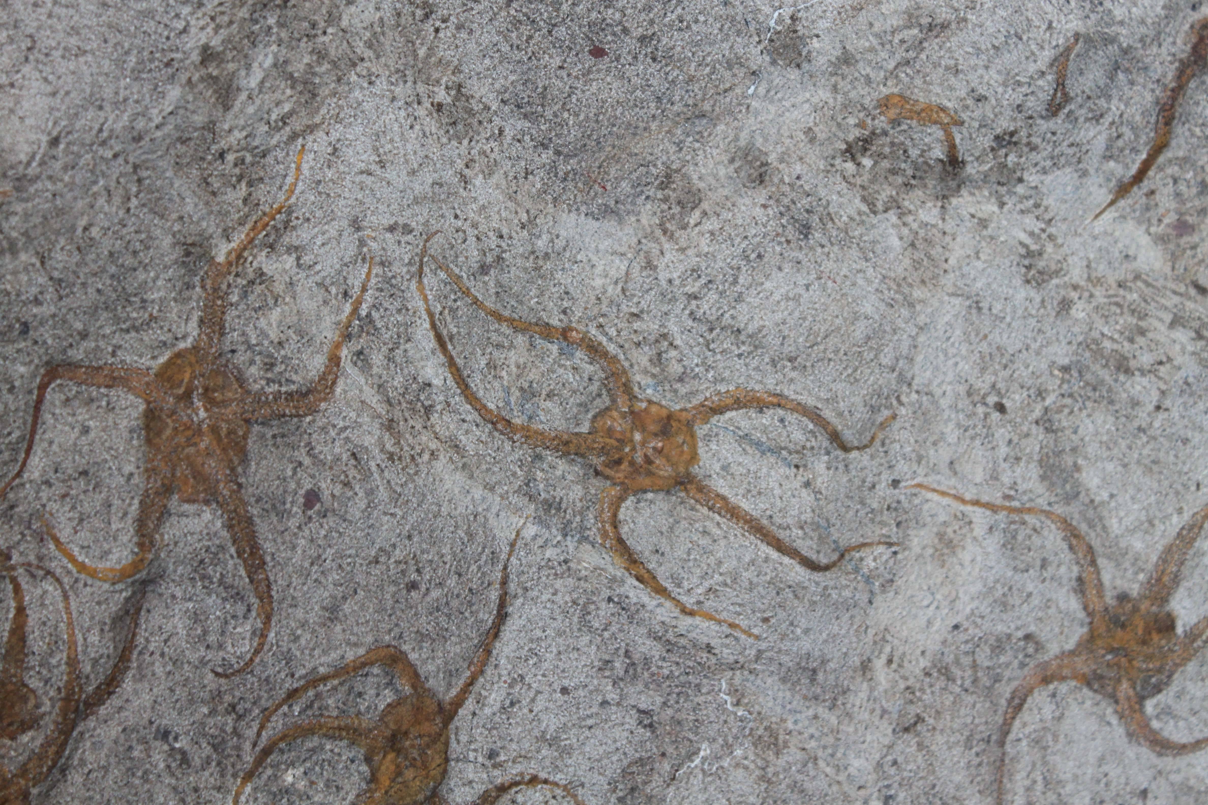 Prehistoric Ordovician Brittle Star Fossil from Morocco For Sale