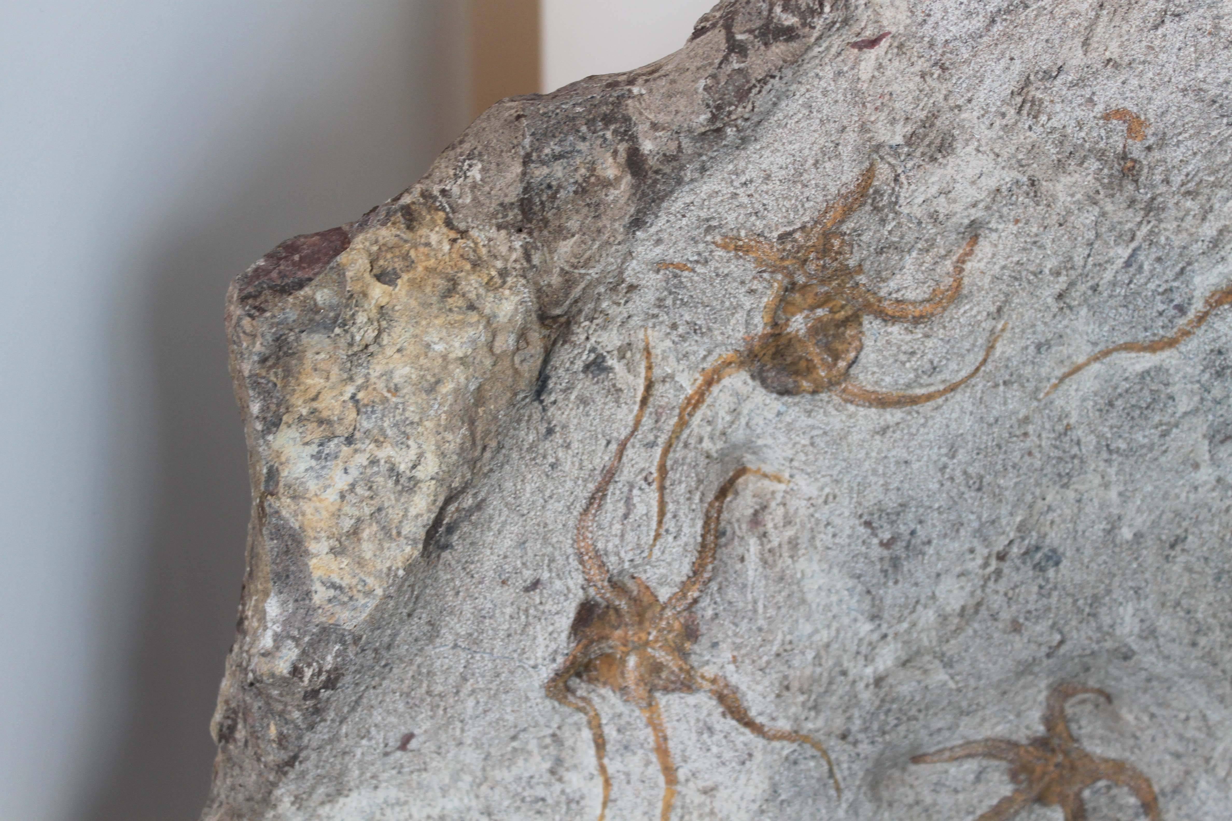Ordovician Brittle Star Fossil from Morocco In Excellent Condition For Sale In Vancouver, BC