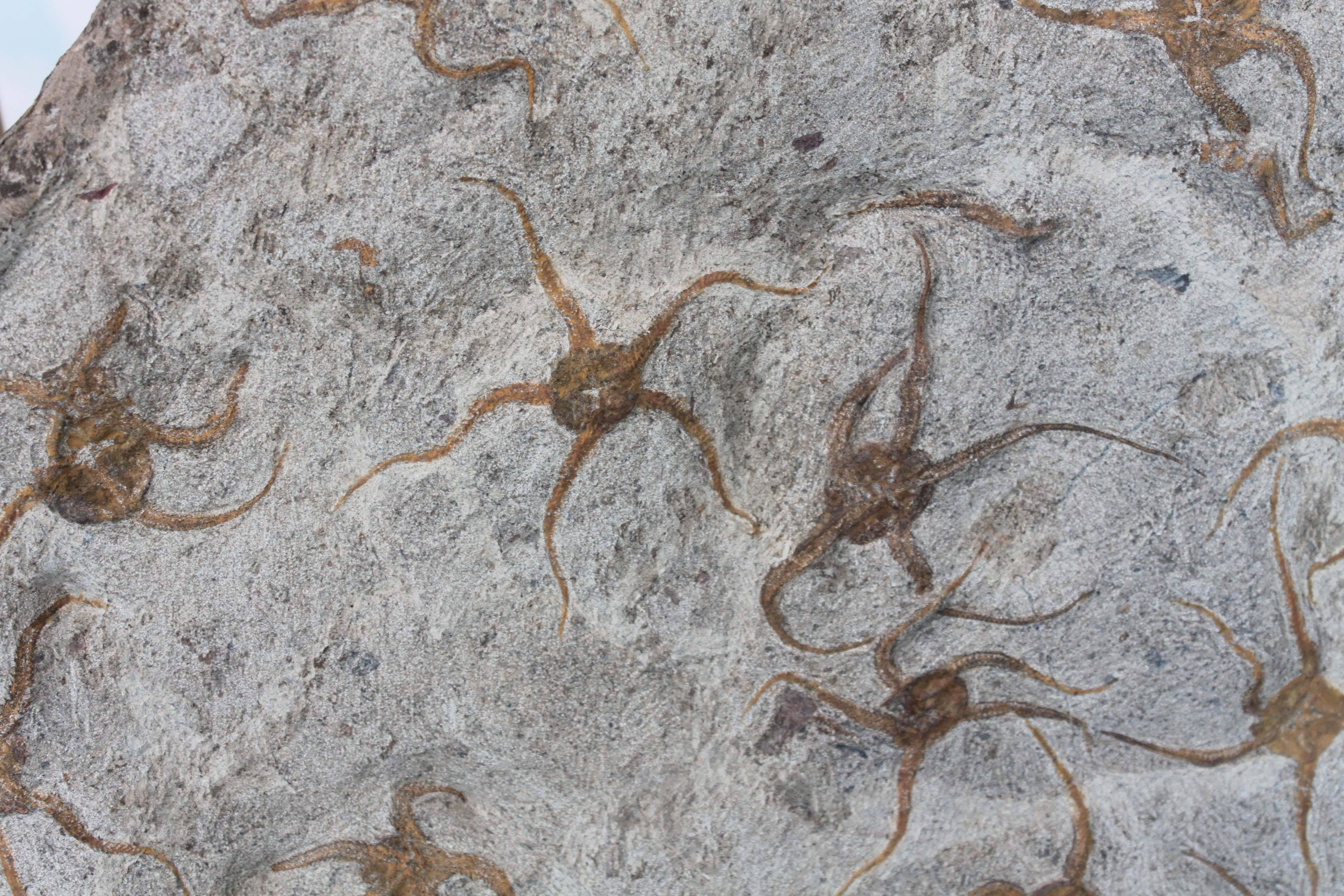 A Ordovician Brittle Star fossil from Morocco with over 21 preserved fossils. Incredible preservation and condition.