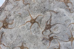 Ordovician Brittle Star Fossil from Morocco