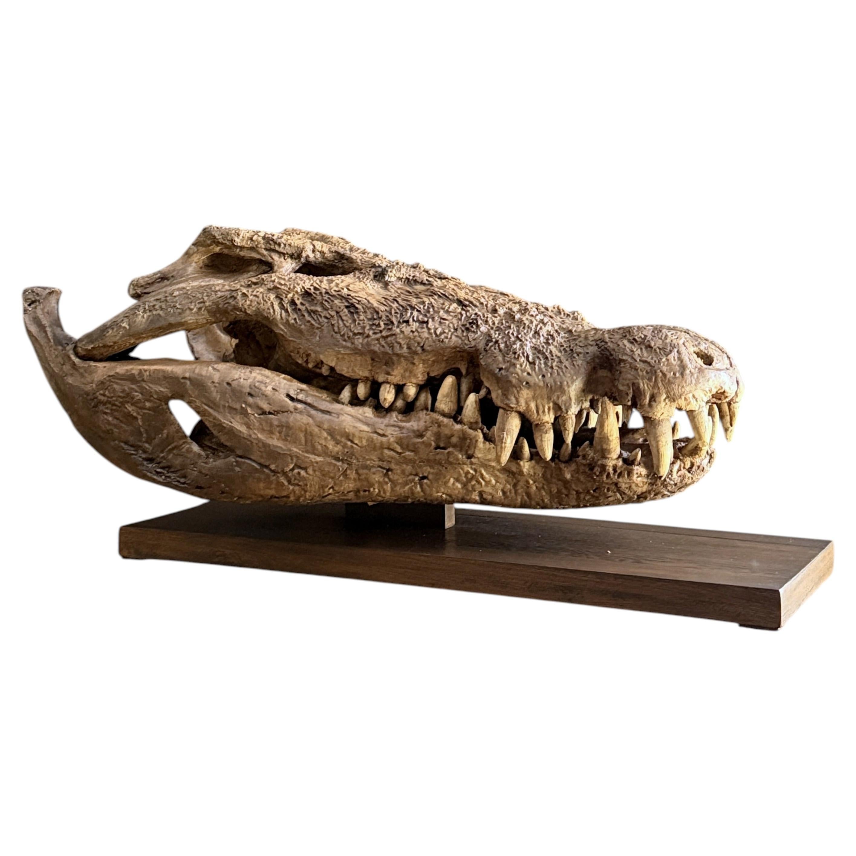 Large Nile Crocodile Skull Replica on Wooden Base, 95 cm