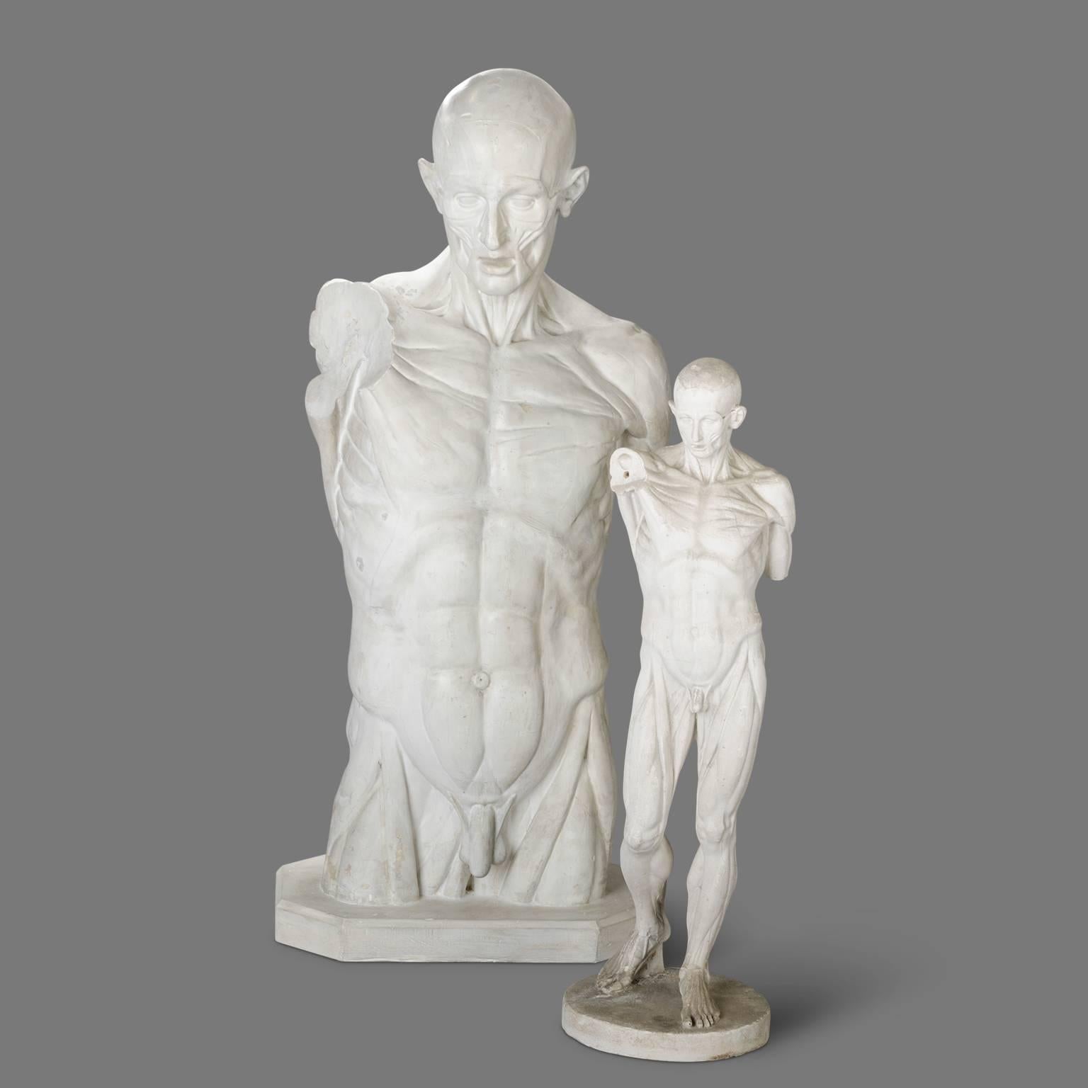 These models were used in conventional drawing anatomy class schools and academies of fine arts at the beginning of the century. They can be therefore found in different sizes and models.

The two proposed skinned models, although partially