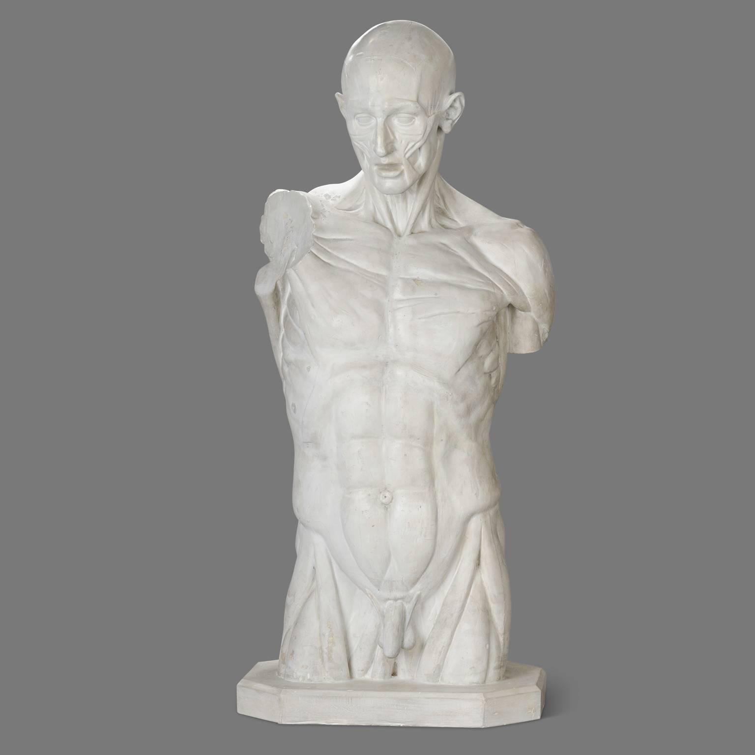 Molded Two Skinned Anatomic Plaster Models after Houdon