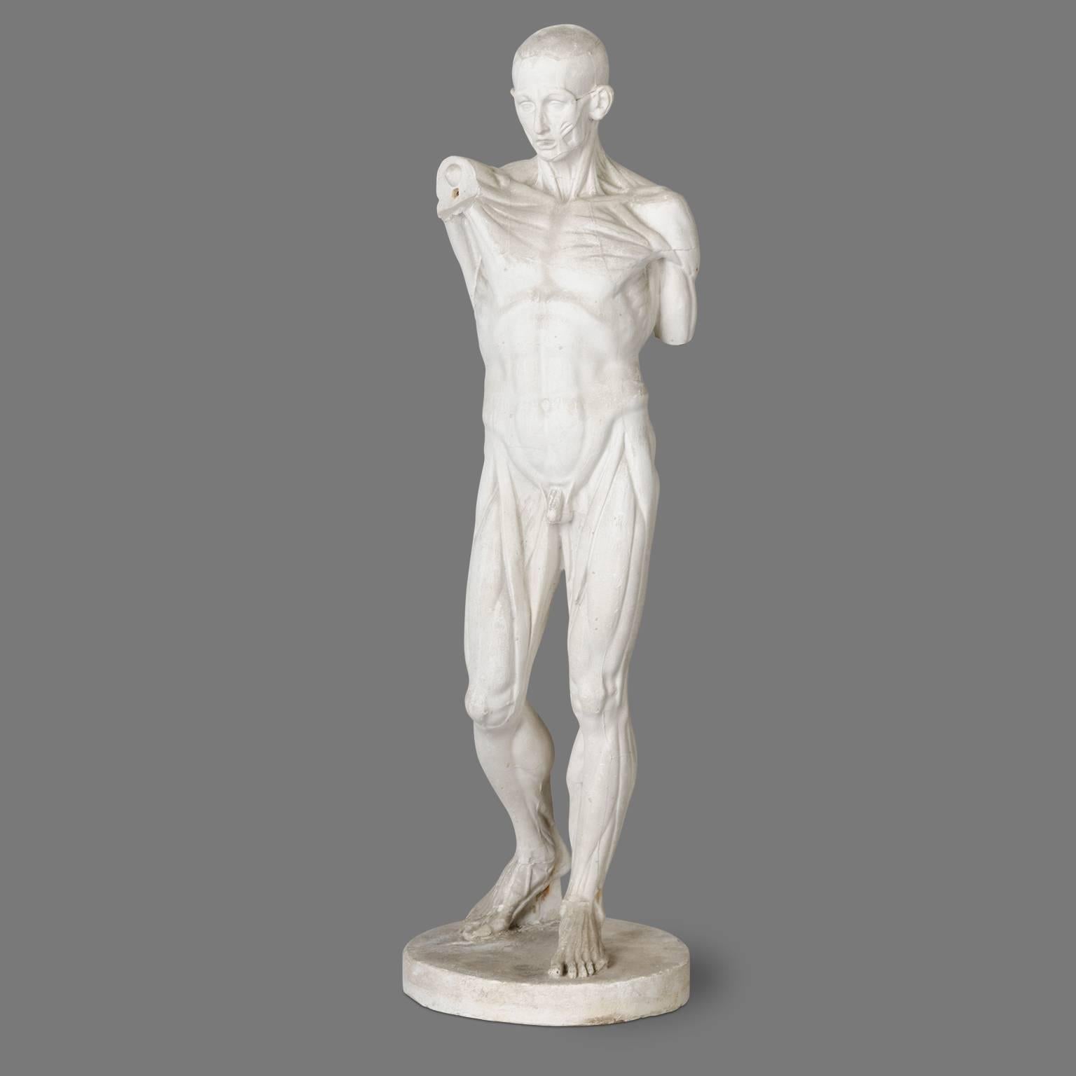 Two Skinned Anatomic Plaster Models after Houdon 2
