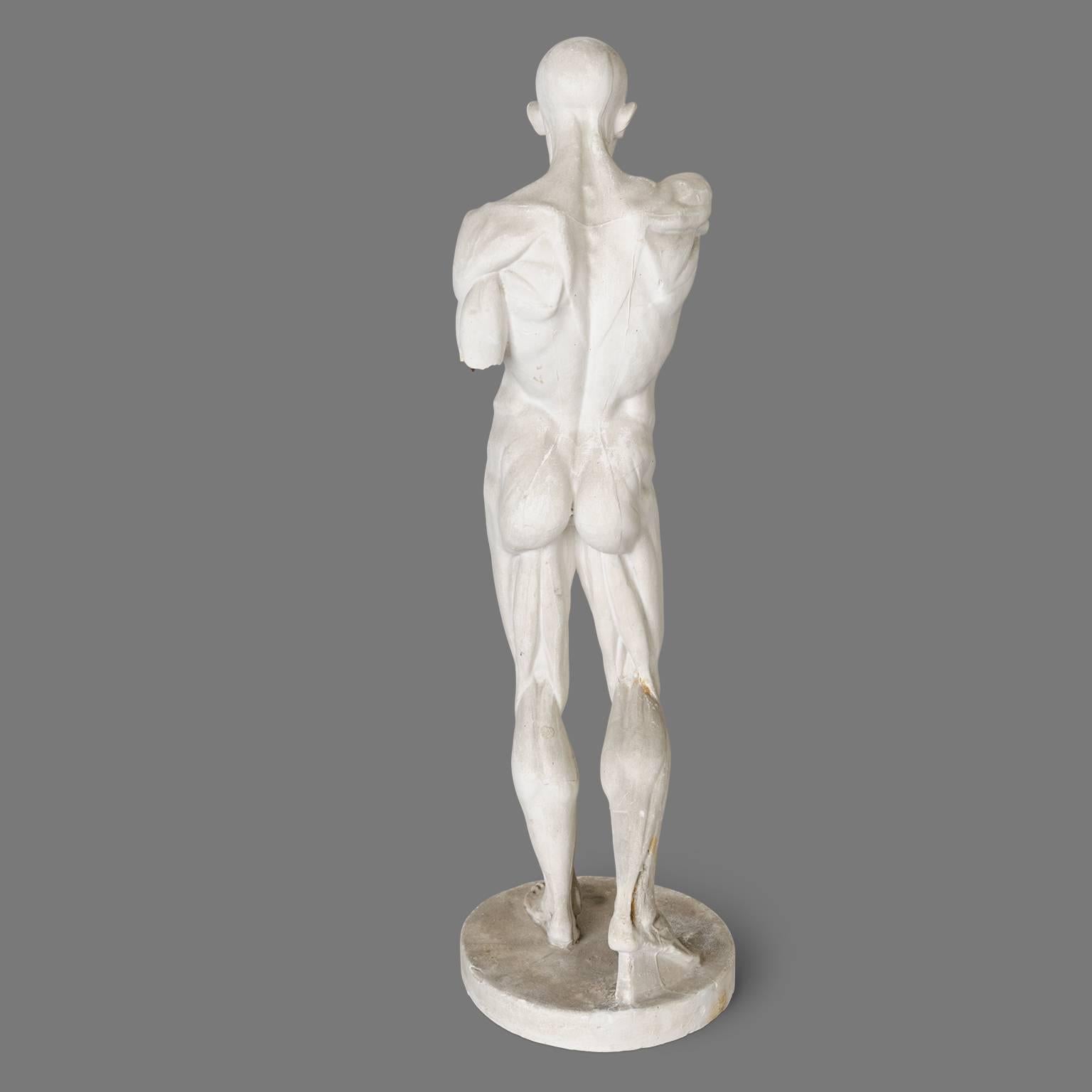 Two Skinned Anatomic Plaster Models after Houdon 3