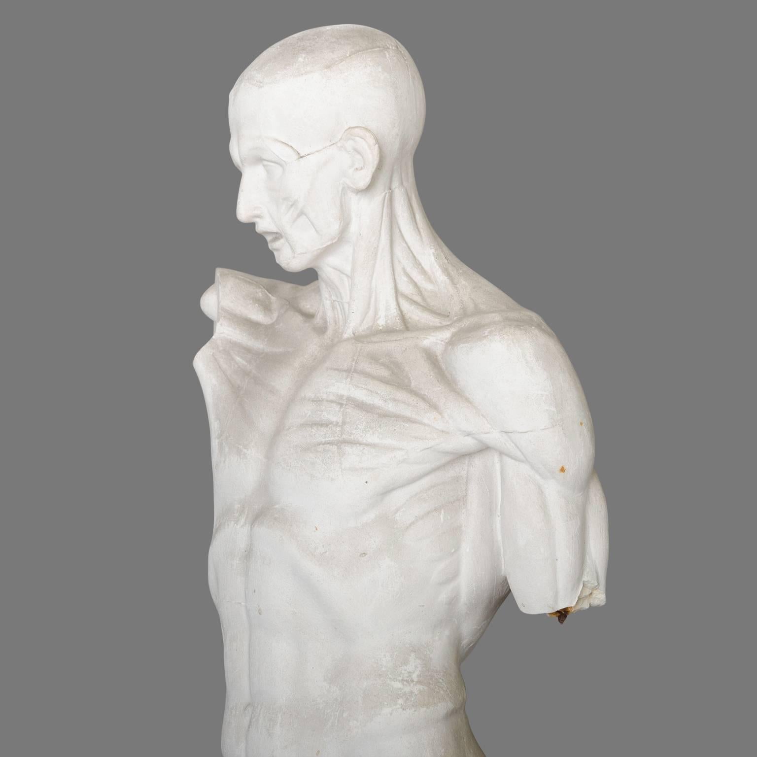 Two Skinned Anatomic Plaster Models after Houdon 4