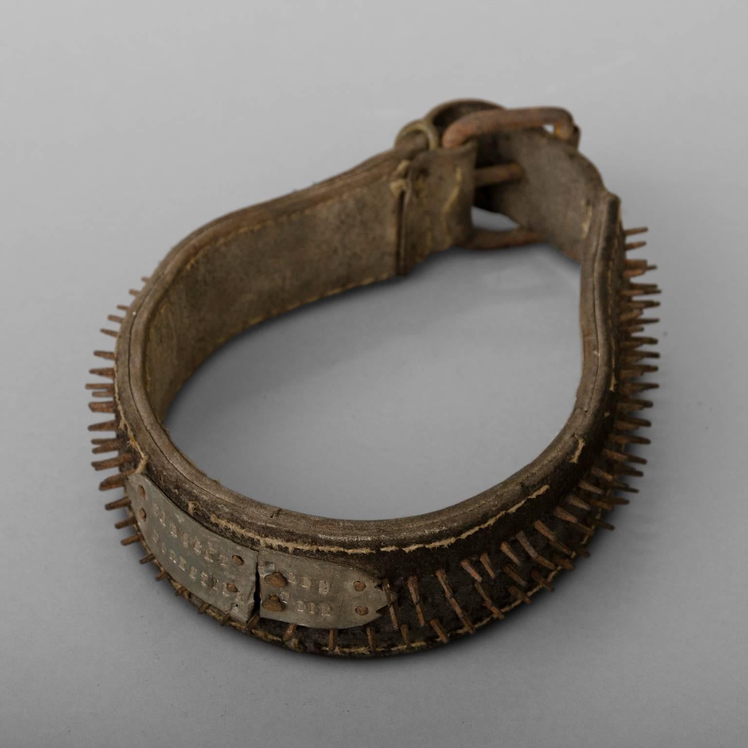 Leather sheepdog collar, with many small spikes in forged iron. Presence of a engraved plate with the owner's contact information.