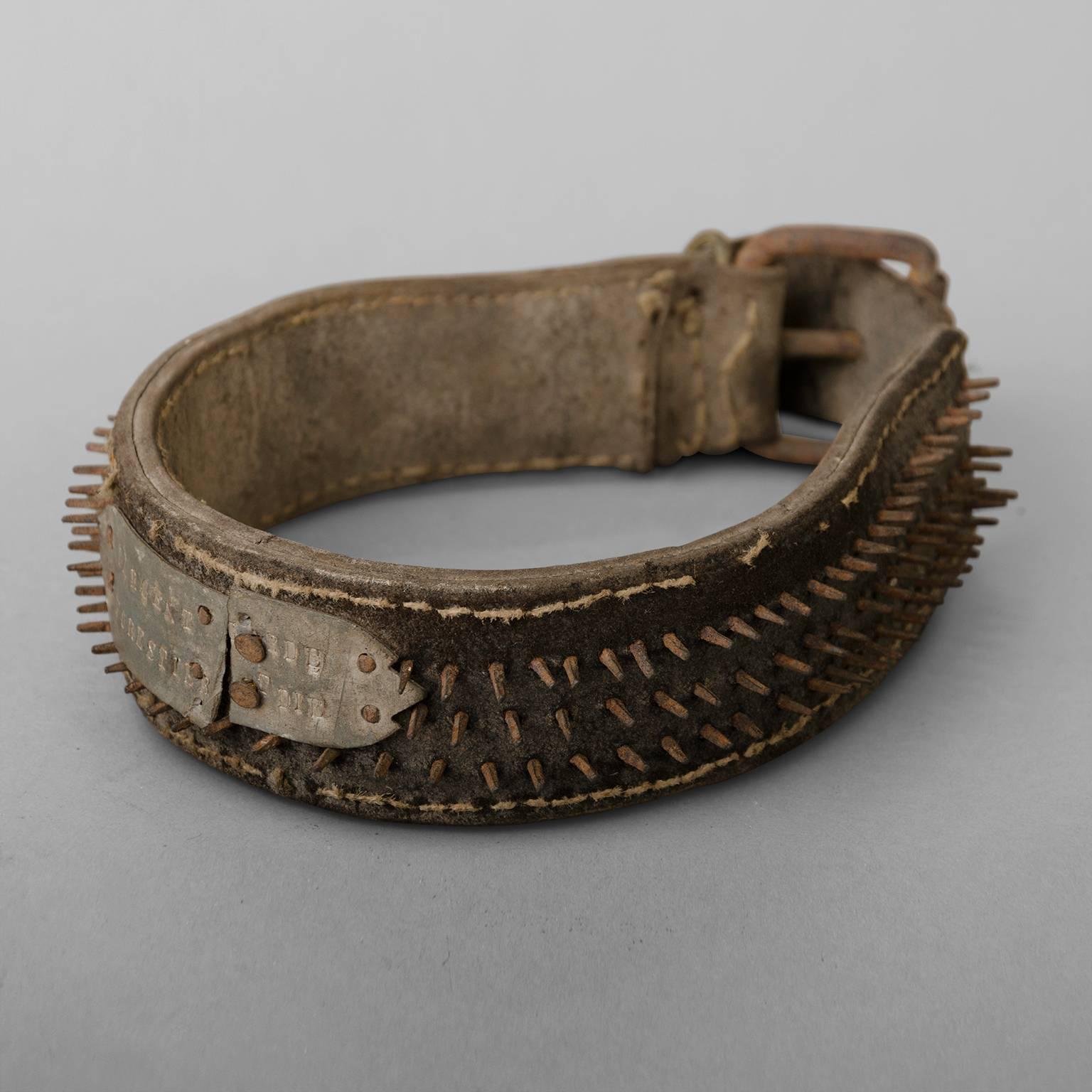 Late 19th Century Mastiff Collar in Leather For Sale 1