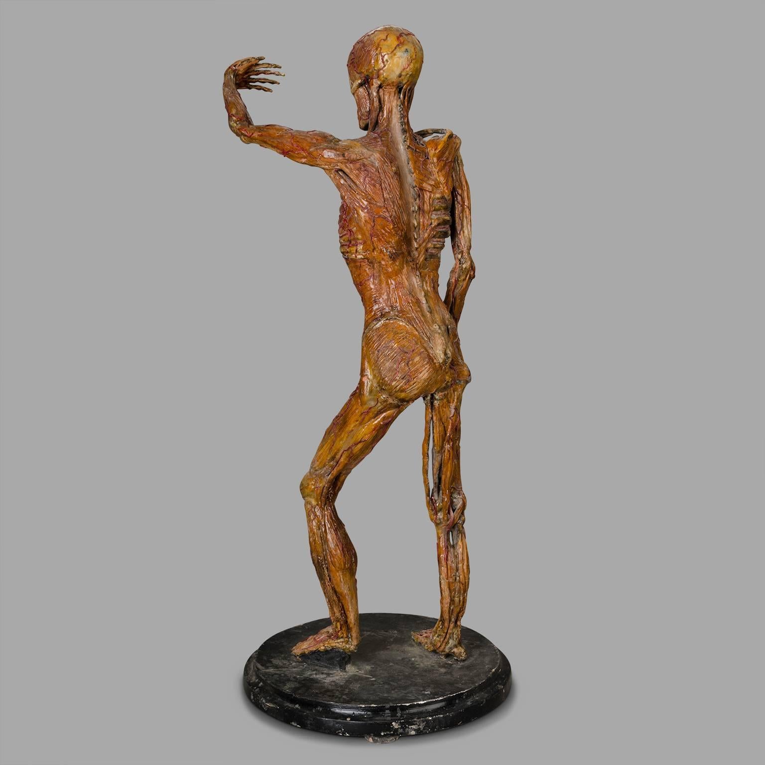 Original Wax Sculpture from a Skinned, Between 1900-1930 3