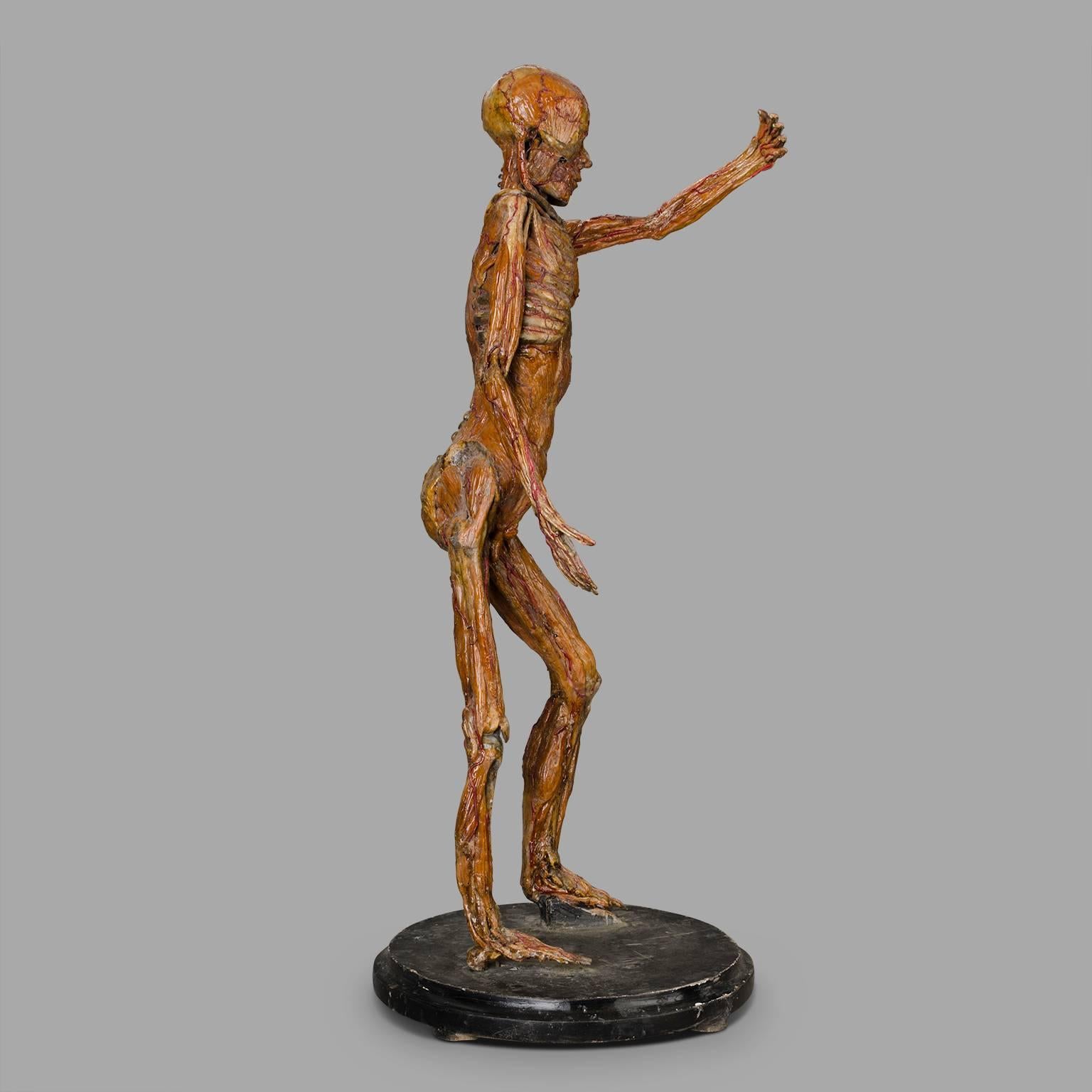 Italian Original Wax Sculpture from a Skinned, Between 1900-1930