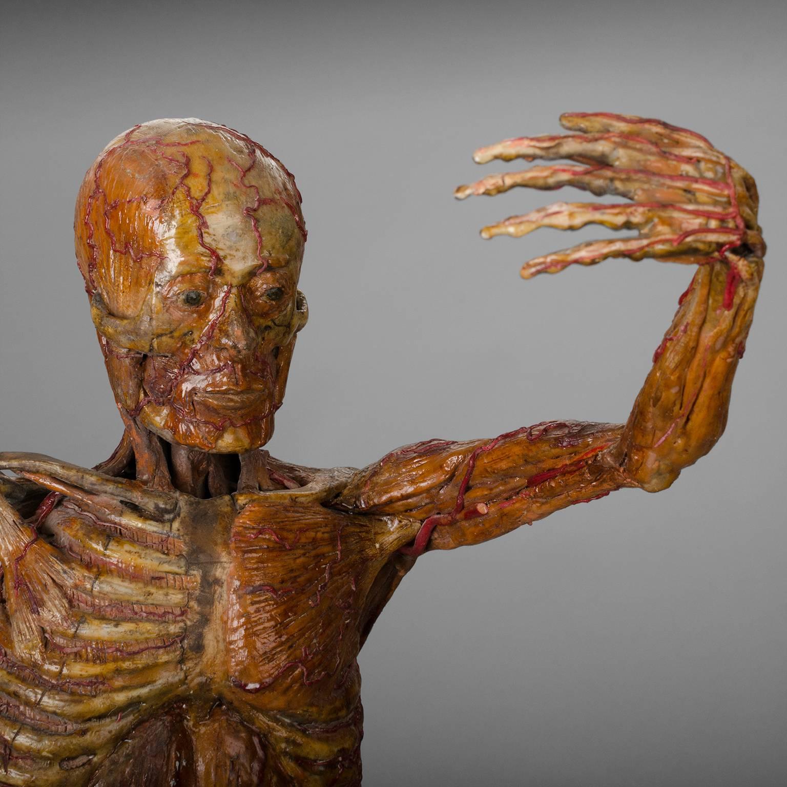 20th Century Original Wax Sculpture from a Skinned, Between 1900-1930