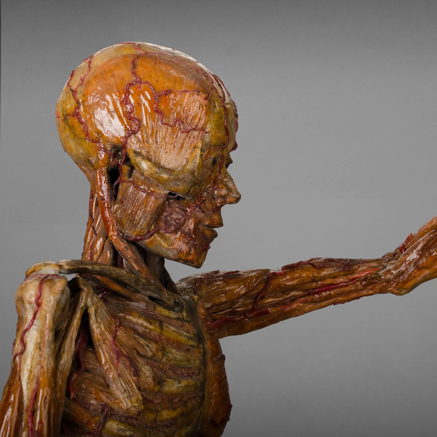 Original Wax Sculpture from a Skinned, Between 1900-1930 In Fair Condition In Saint-Ouen, FR