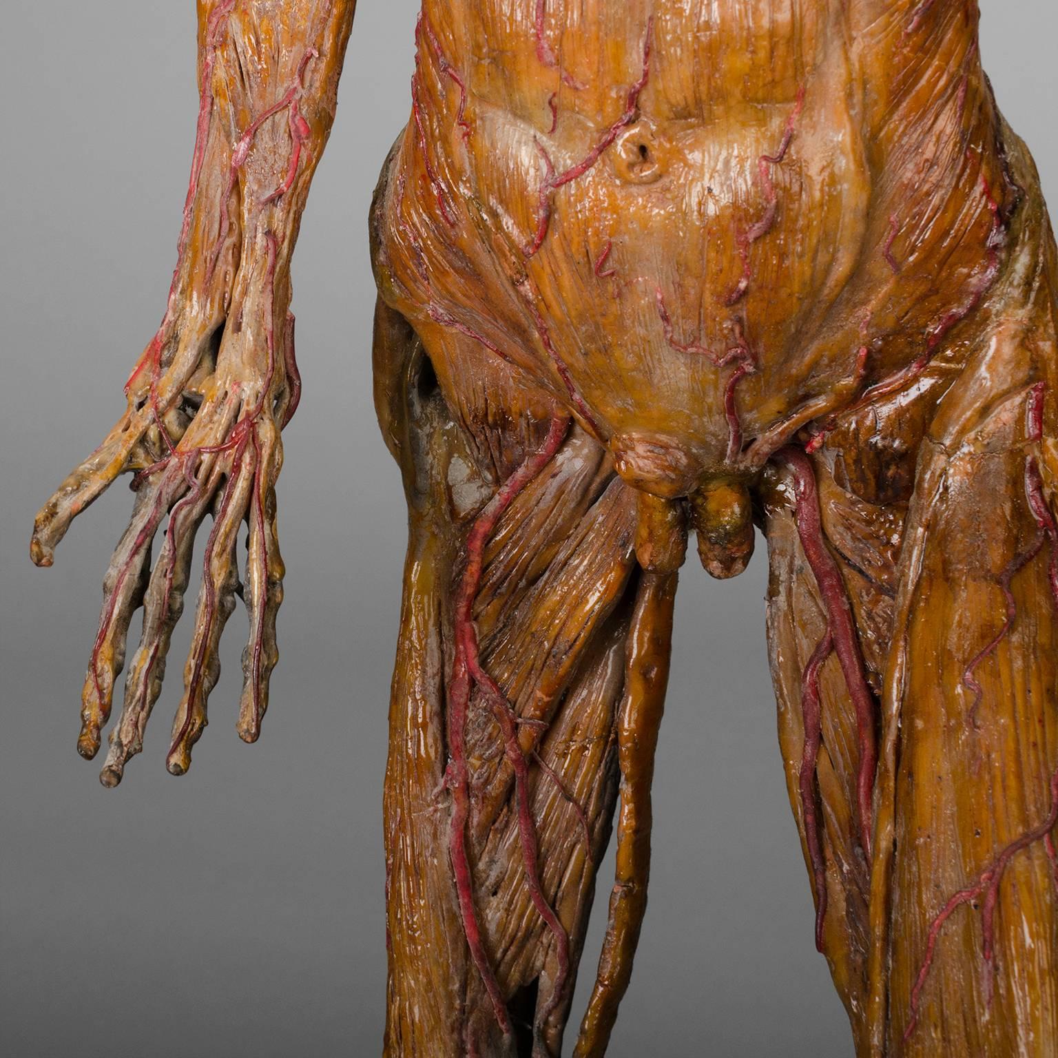 Original Wax Sculpture from a Skinned, Between 1900-1930 5