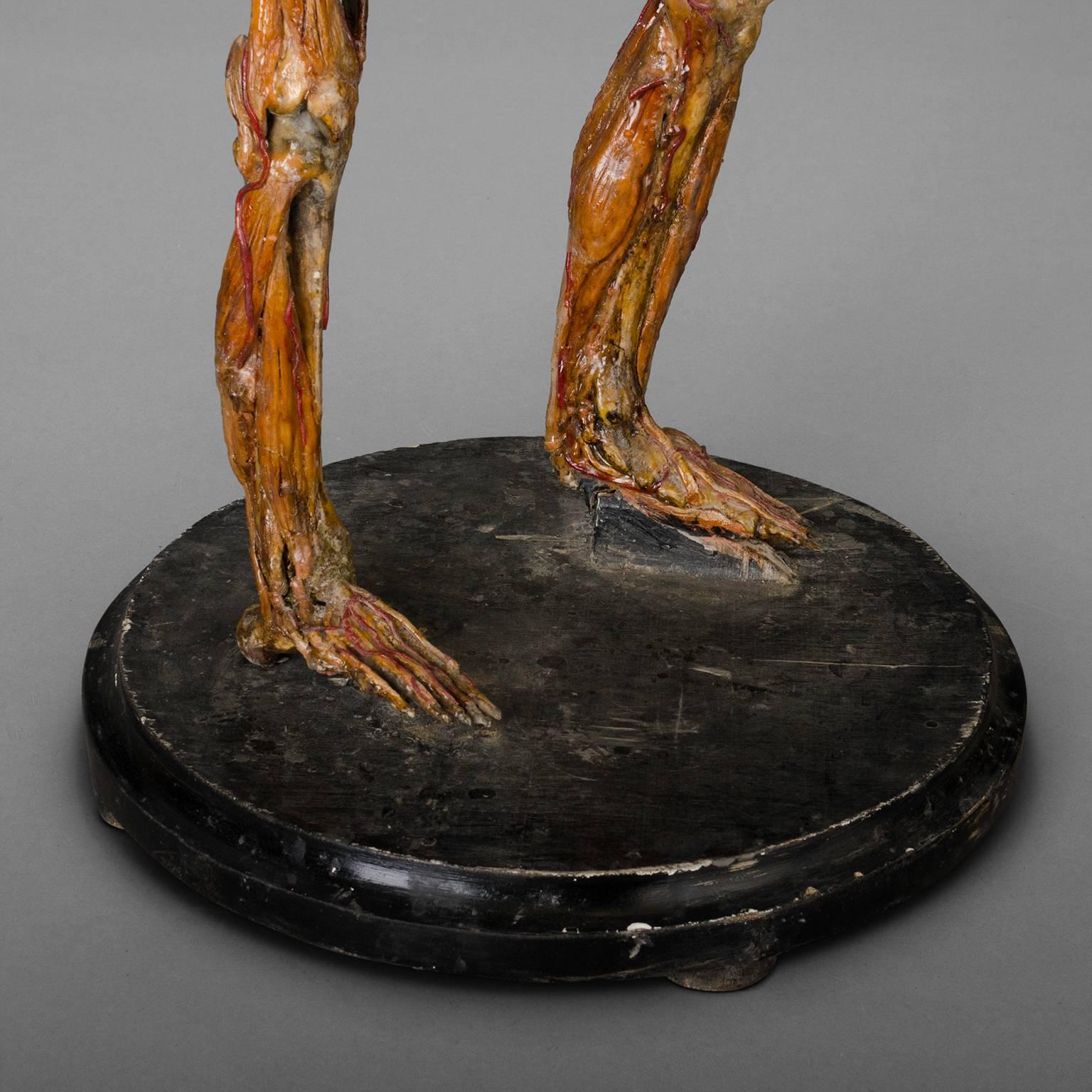 Original Wax Sculpture from a Skinned, Between 1900-1930 2