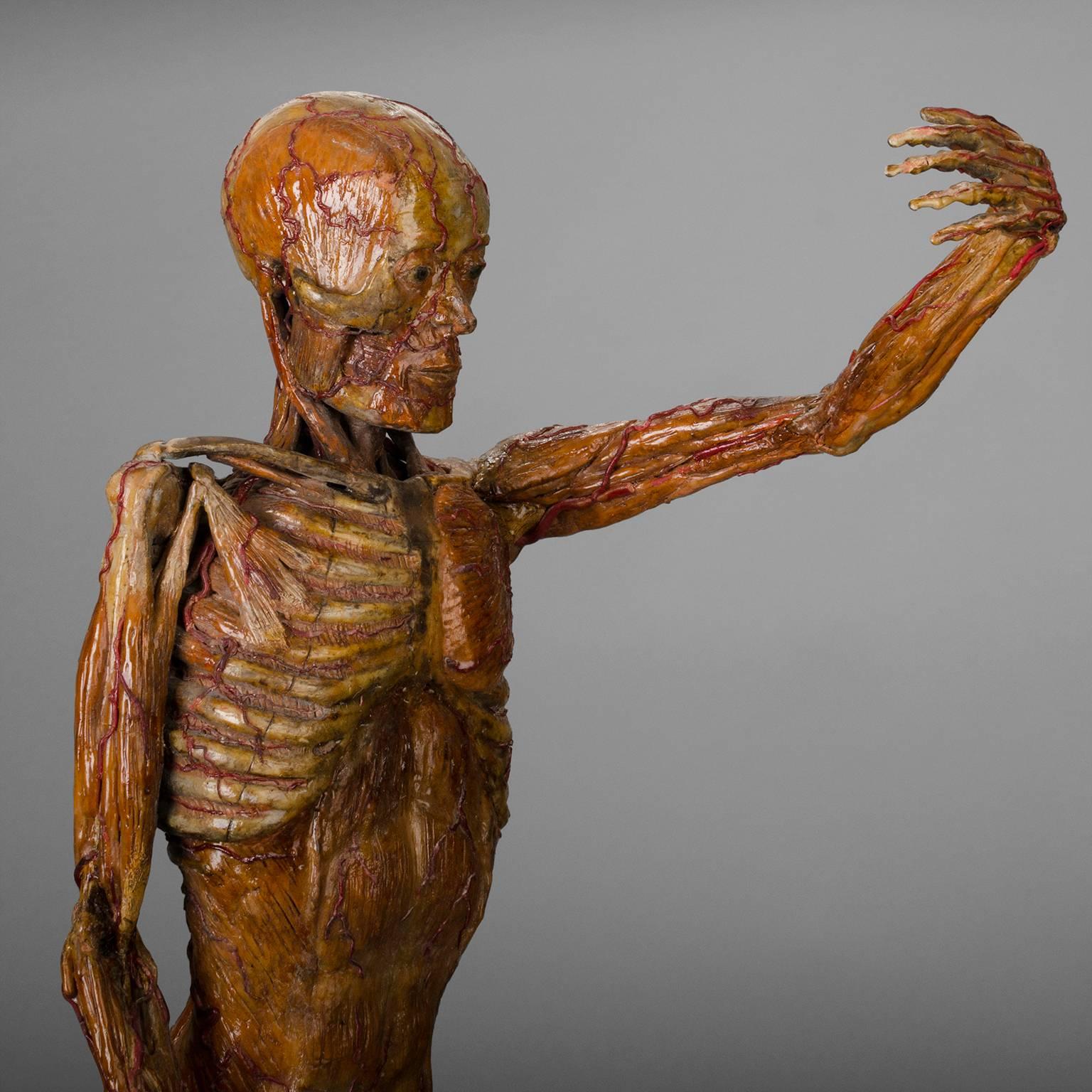 Original Wax Sculpture from a Skinned, Between 1900-1930 1