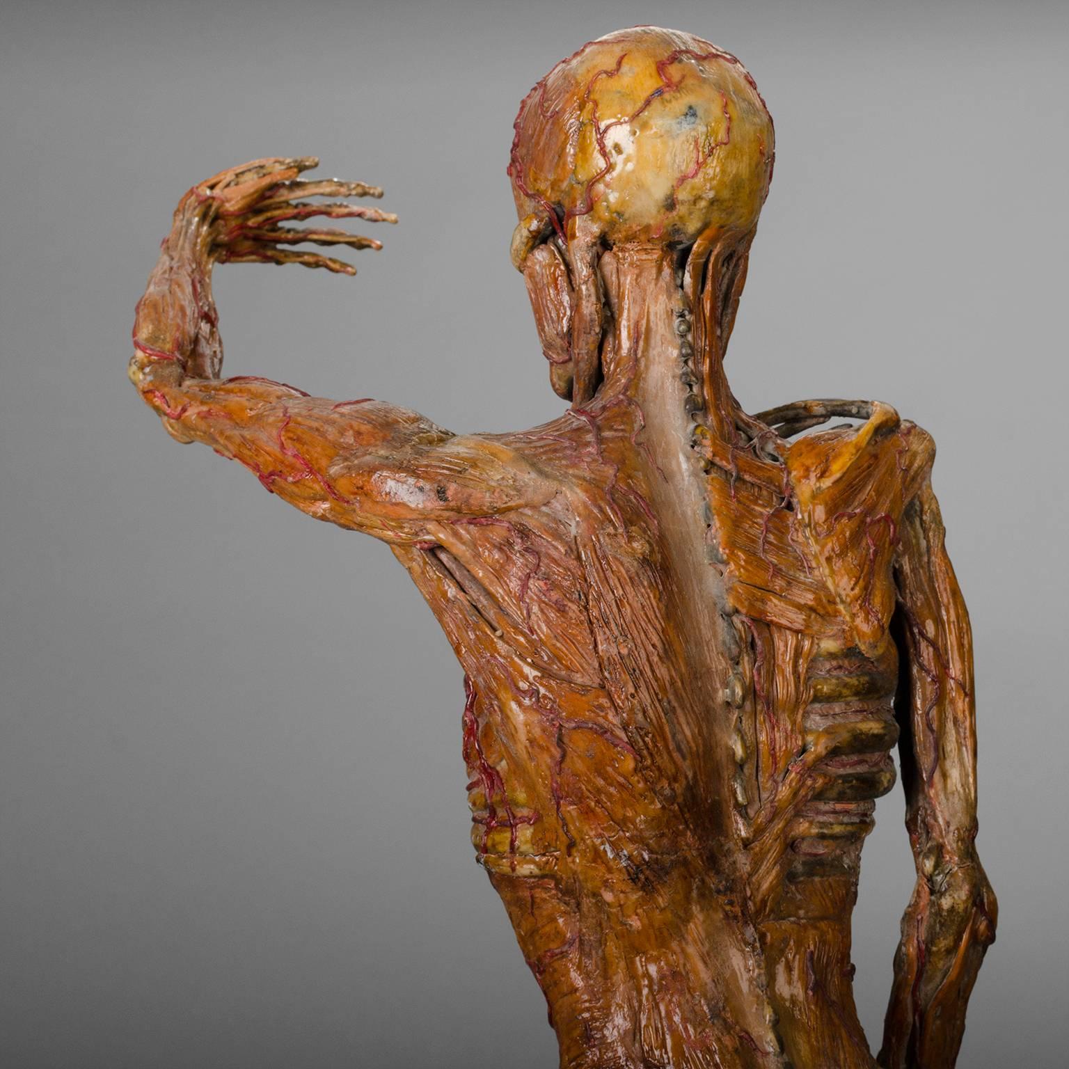 Original Wax Sculpture from a Skinned, Between 1900-1930 4