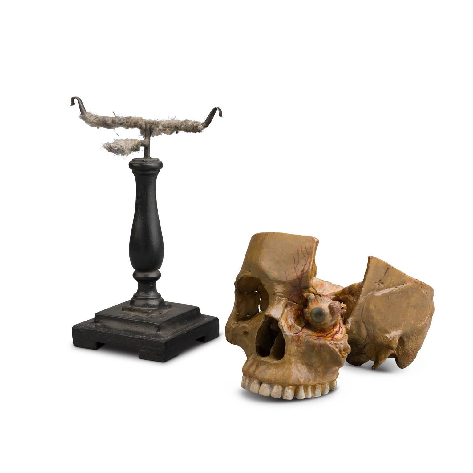 Anatomical Wax Model of Skull and Eye, 1880-1900