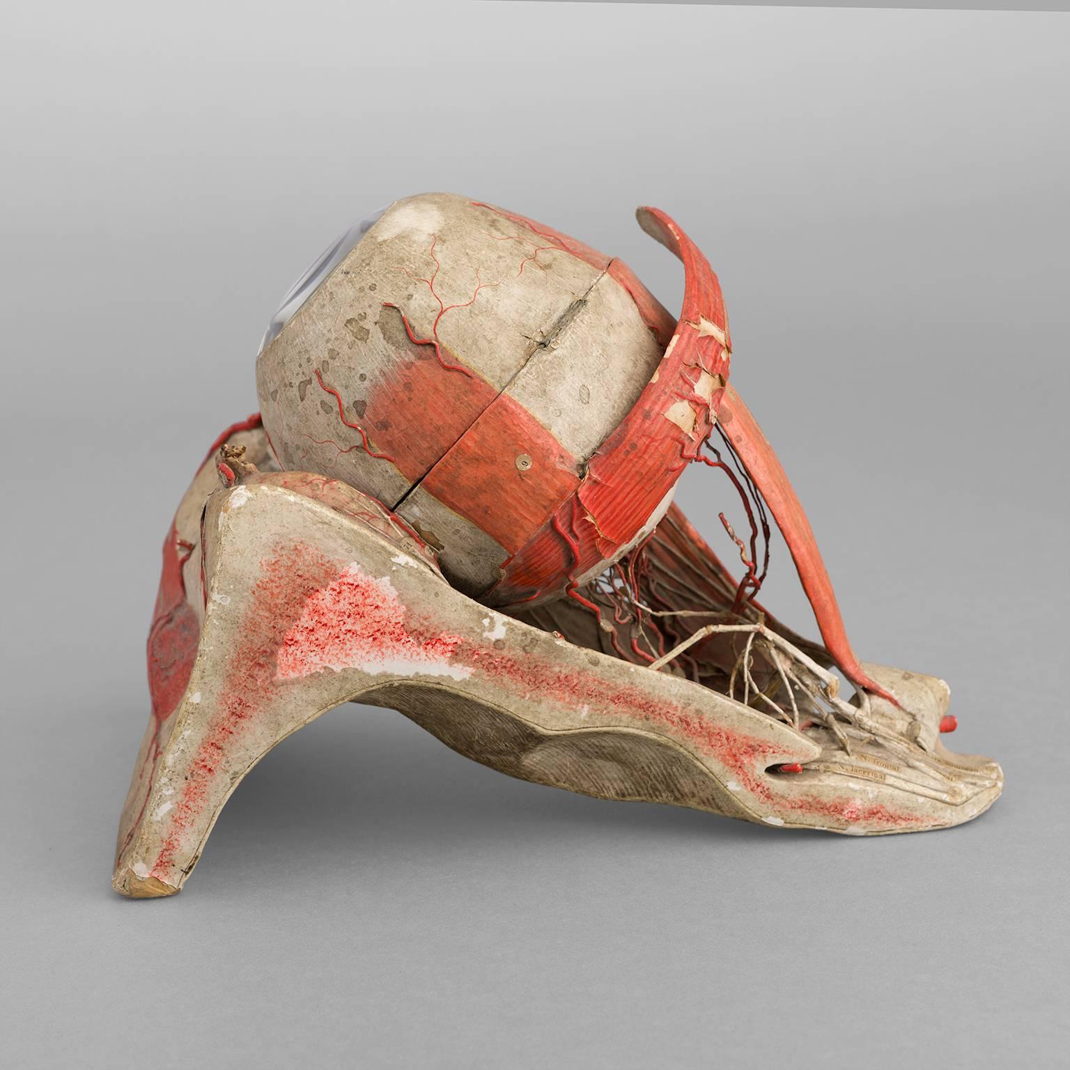 Anatomical Eye Model of Auzoux, circa 1880 In Fair Condition For Sale In Saint-Ouen, FR