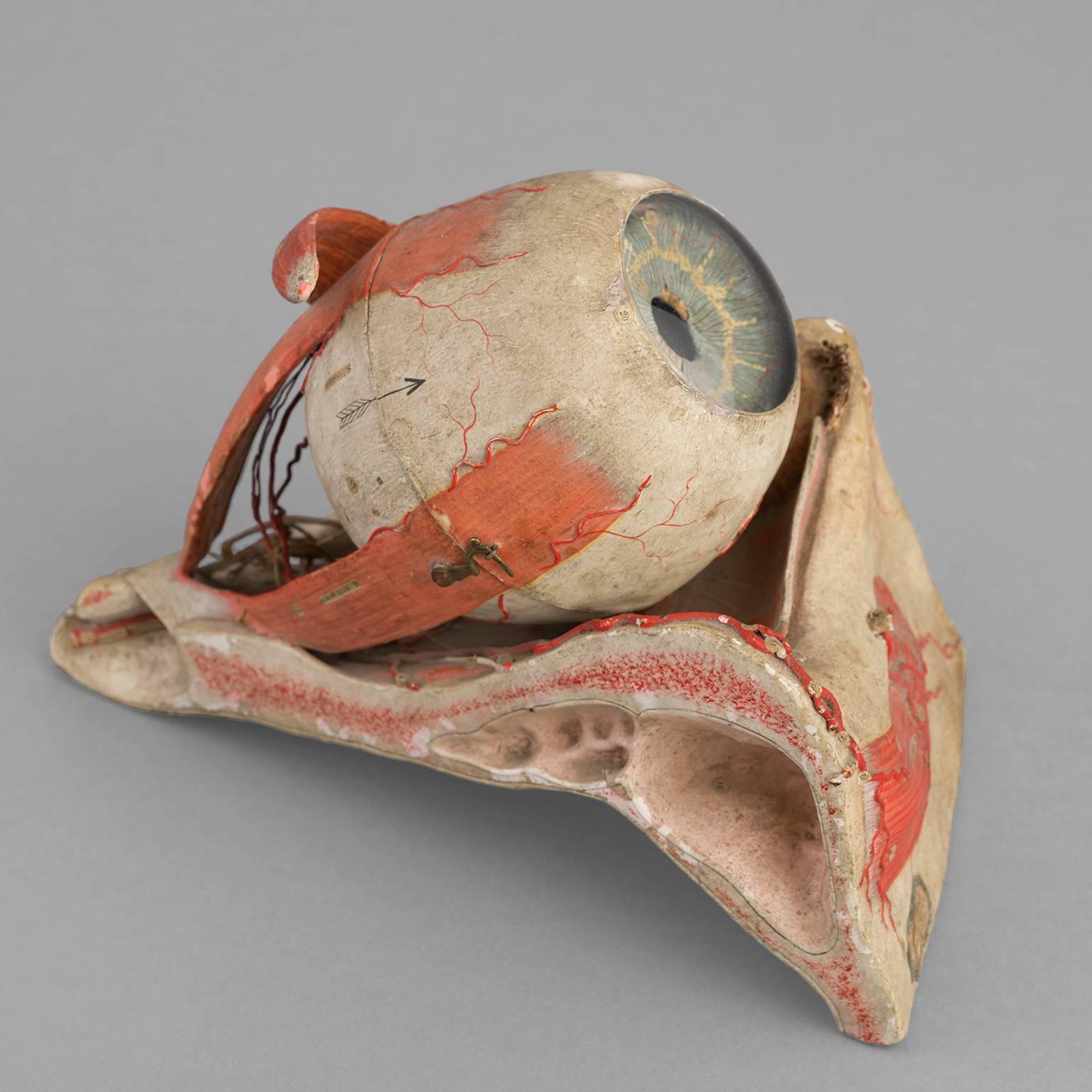 Anatomical Eye Model of Auzoux, circa 1880 For Sale 2