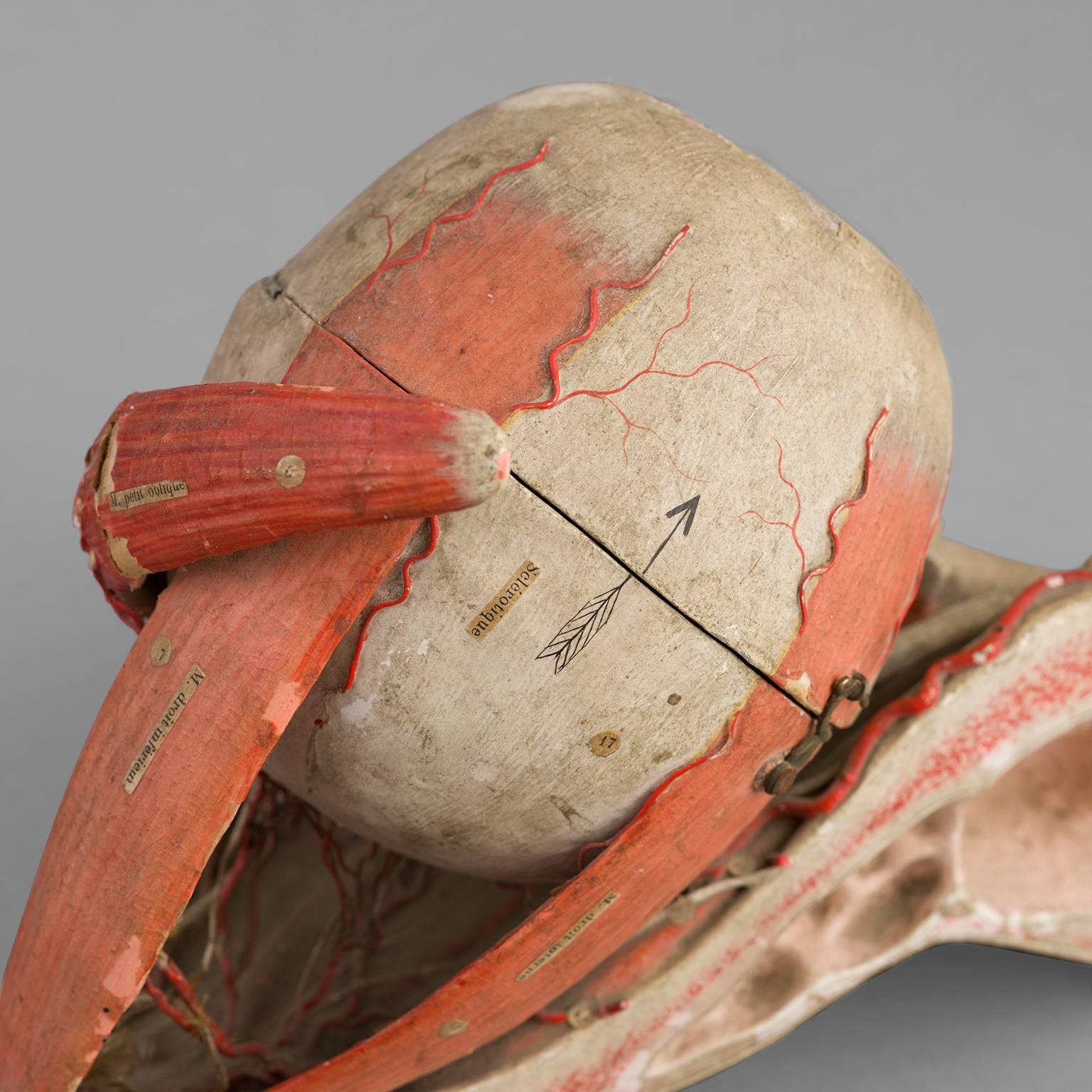 Anatomical Eye Model of Auzoux, circa 1880 For Sale 3
