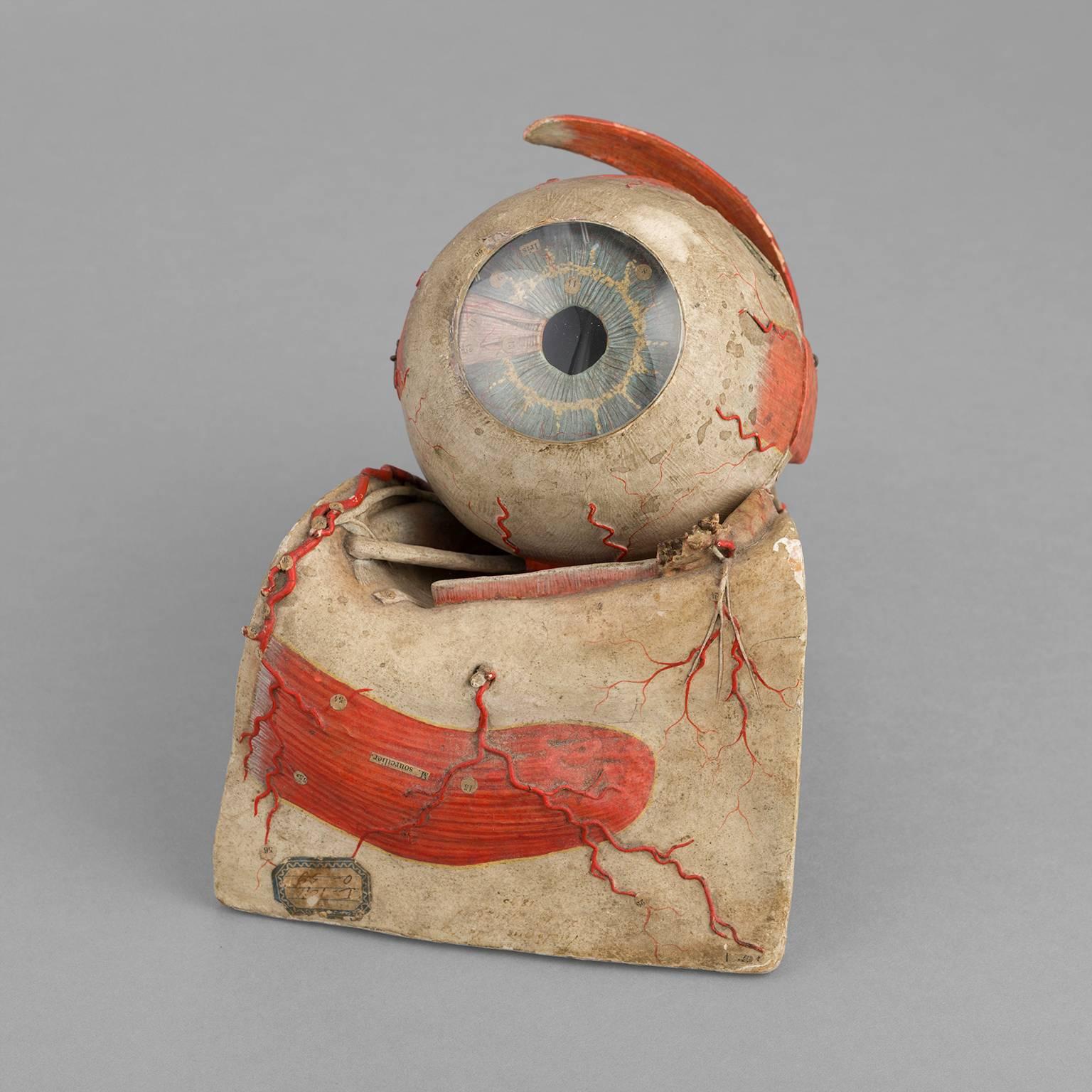 Anatomical Eye Model of Auzoux, circa 1880 For Sale 1