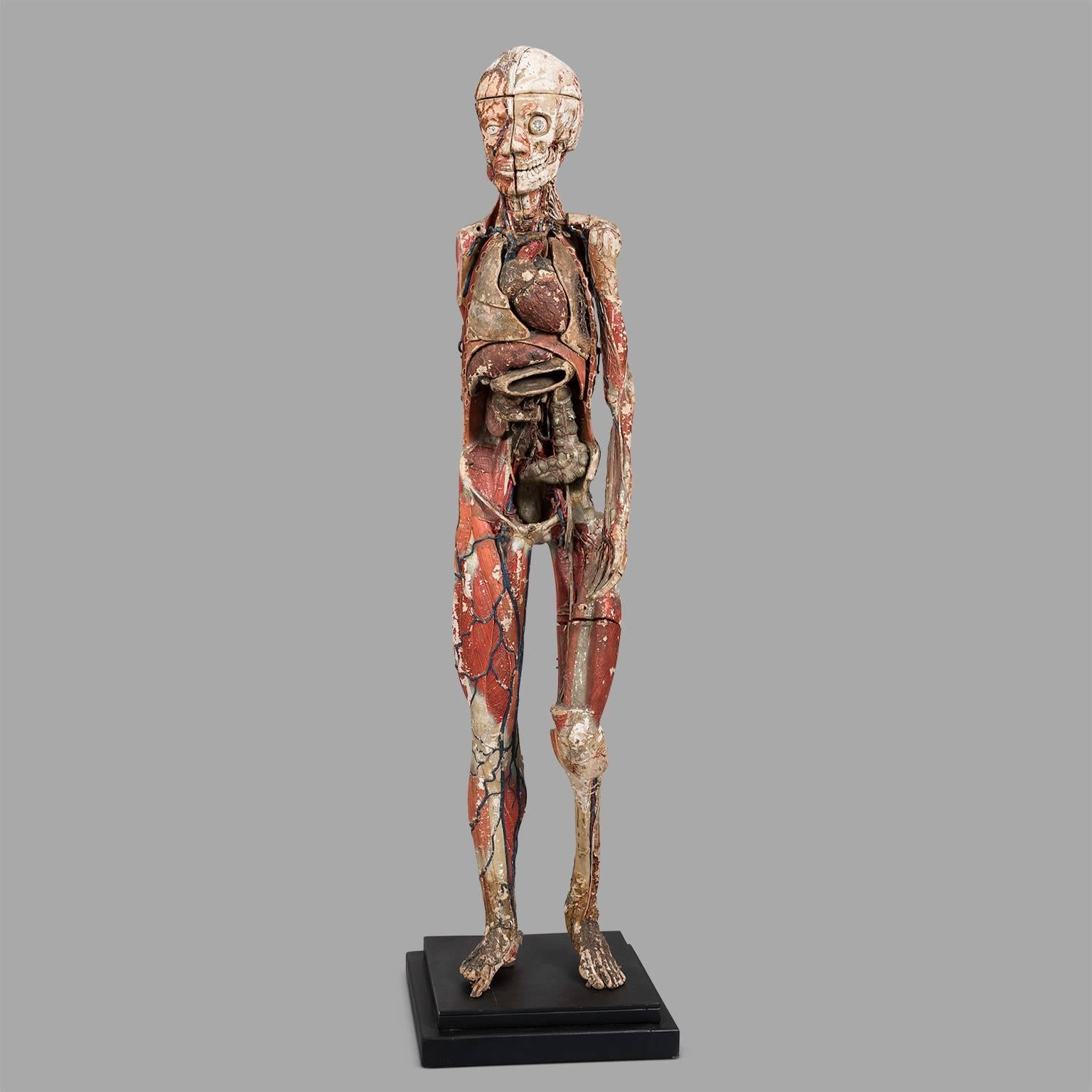 The oldest male anatomical models (1880) of Dr Auzoux are rare and very sought after by collectors. This one has some missing organs (right arm and toes, abdomen and parts of intestines.) but retains all its interest. 
There is a signature mark on