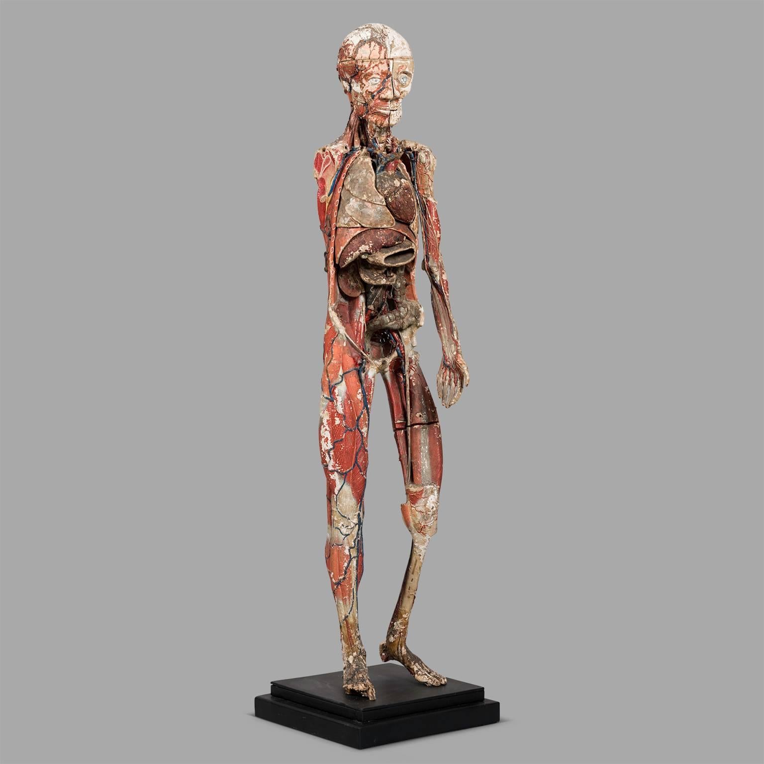 Carved Dr Auzoux Anatomical Model, circa 1880 For Sale