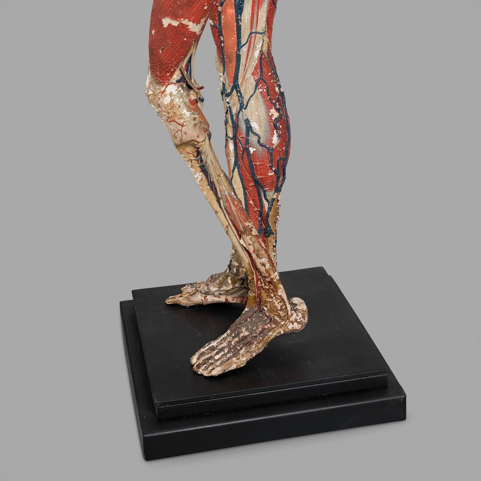 Mid-19th Century Dr Auzoux Anatomical Model, circa 1880 For Sale