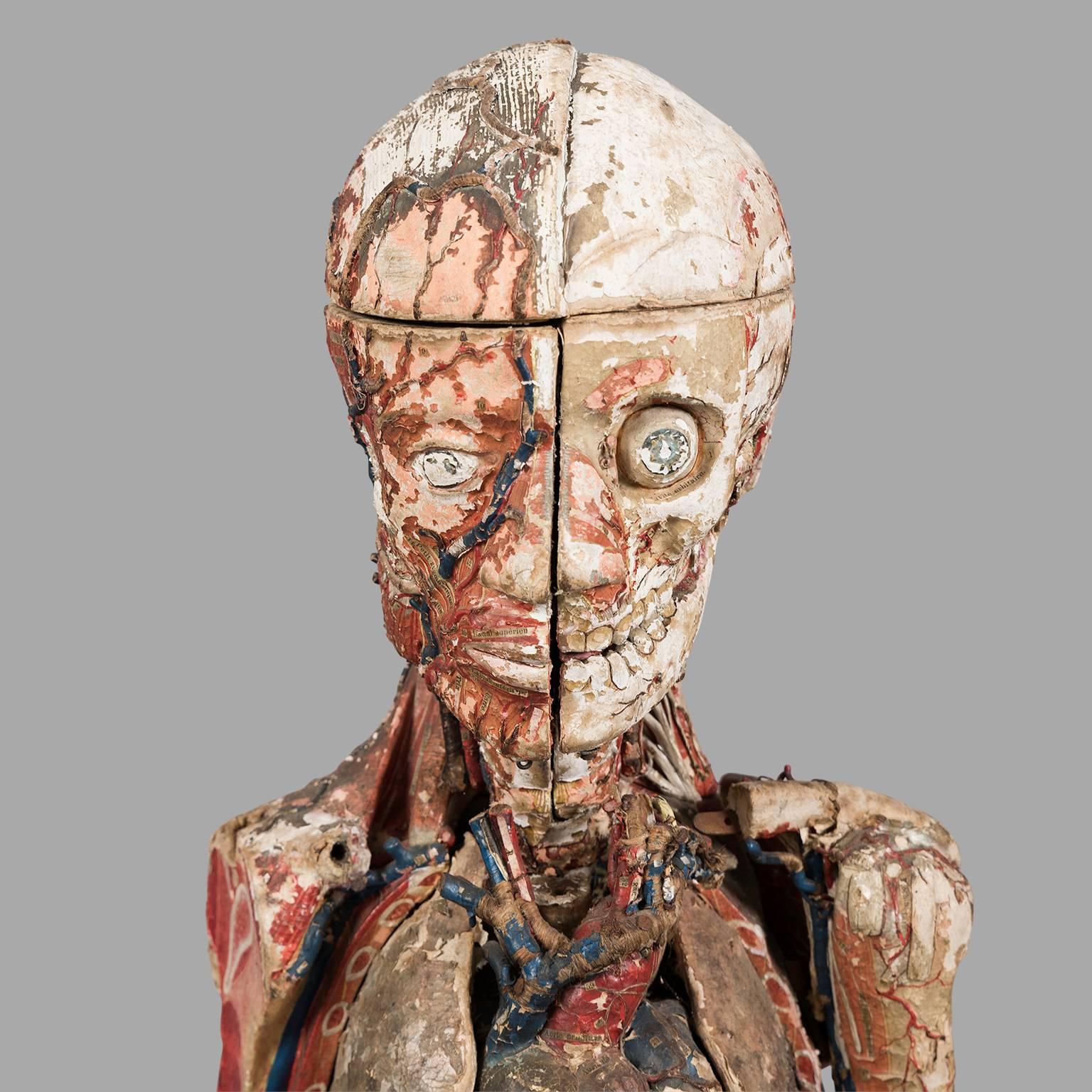 French Dr Auzoux Anatomical Model, circa 1880 For Sale