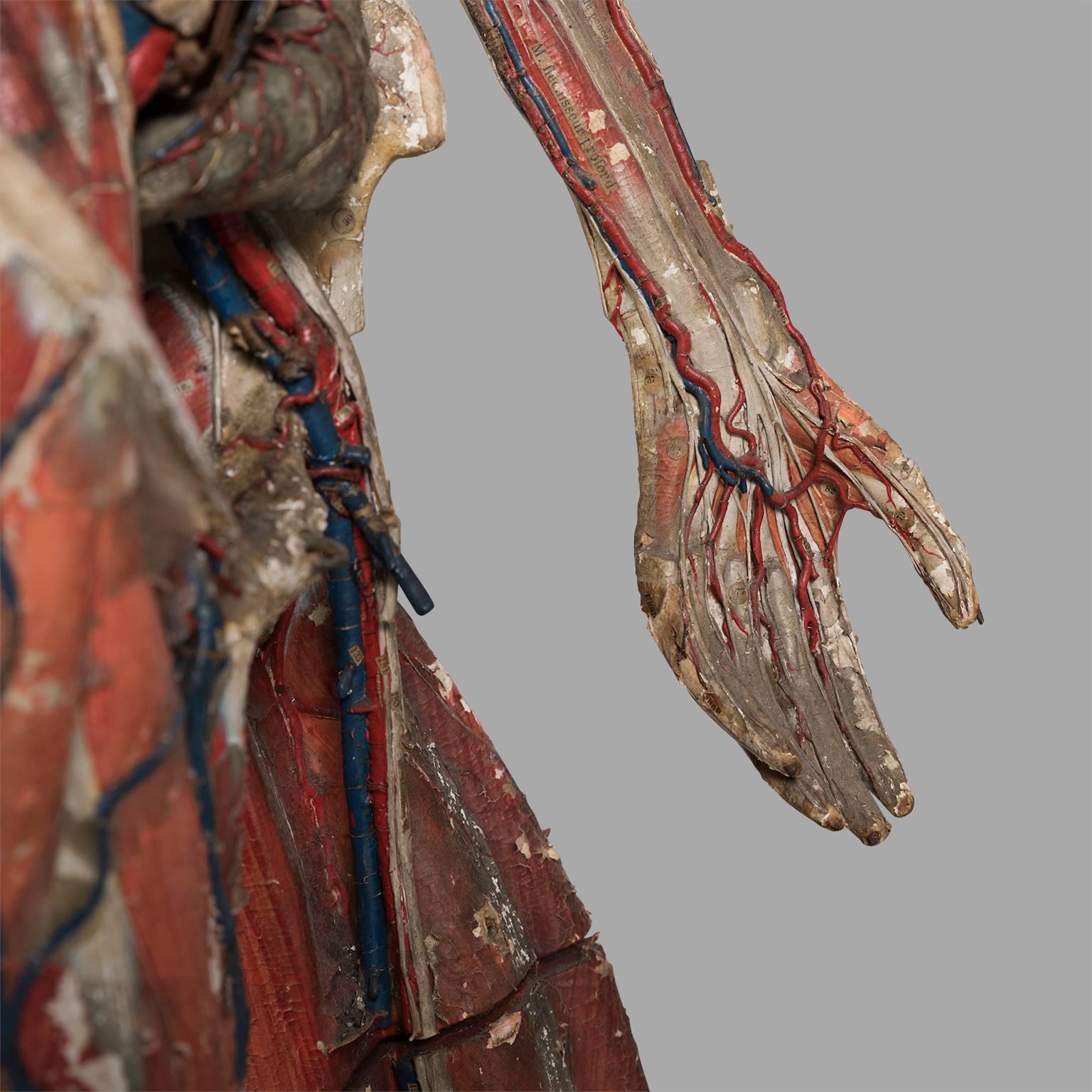 Dr Auzoux Anatomical Model, circa 1880 In Distressed Condition For Sale In Saint-Ouen, FR