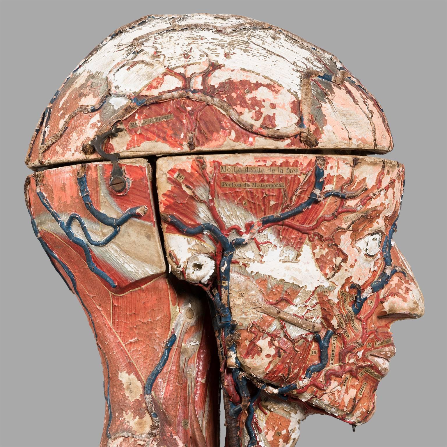 Industrial Dr Auzoux Anatomical Model, circa 1880 For Sale