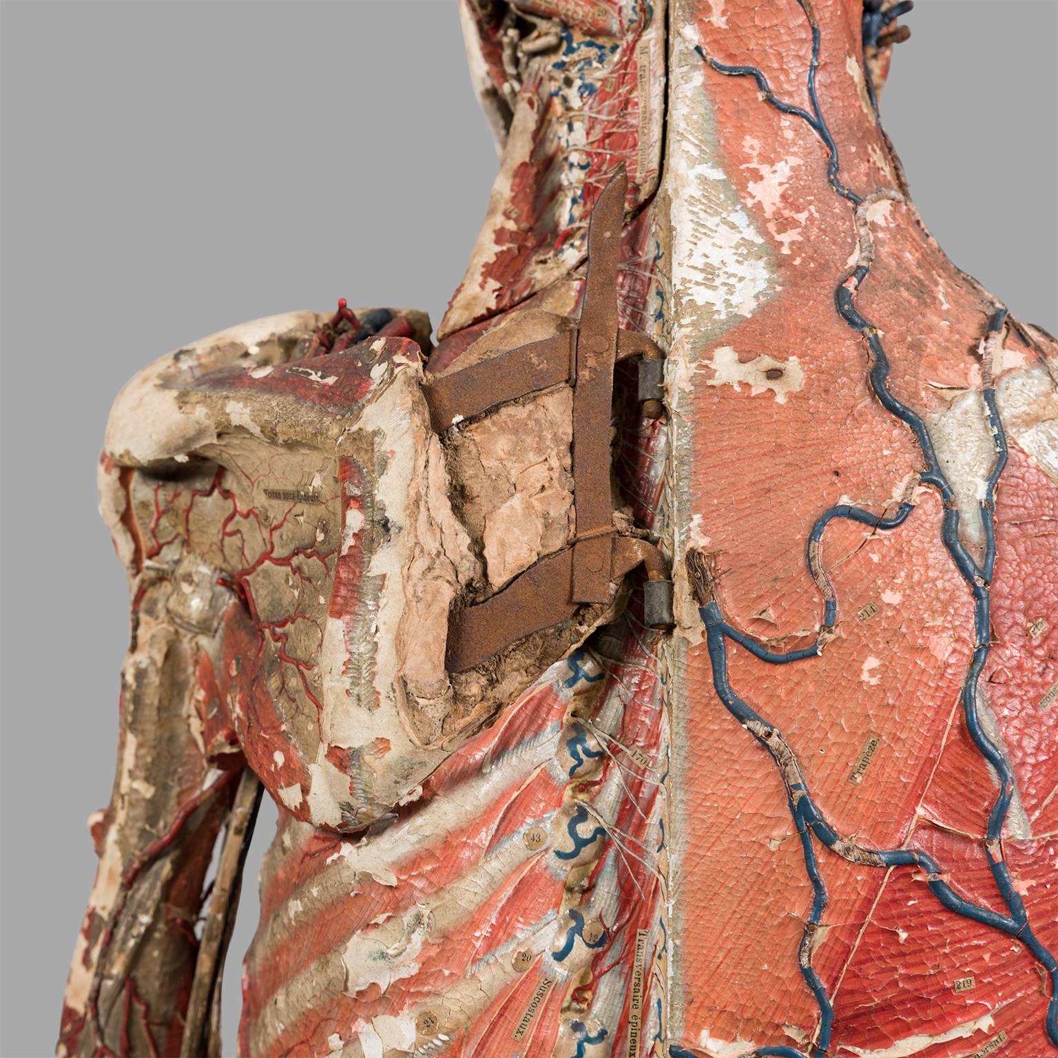 Dr Auzoux Anatomical Model, circa 1880 For Sale 2