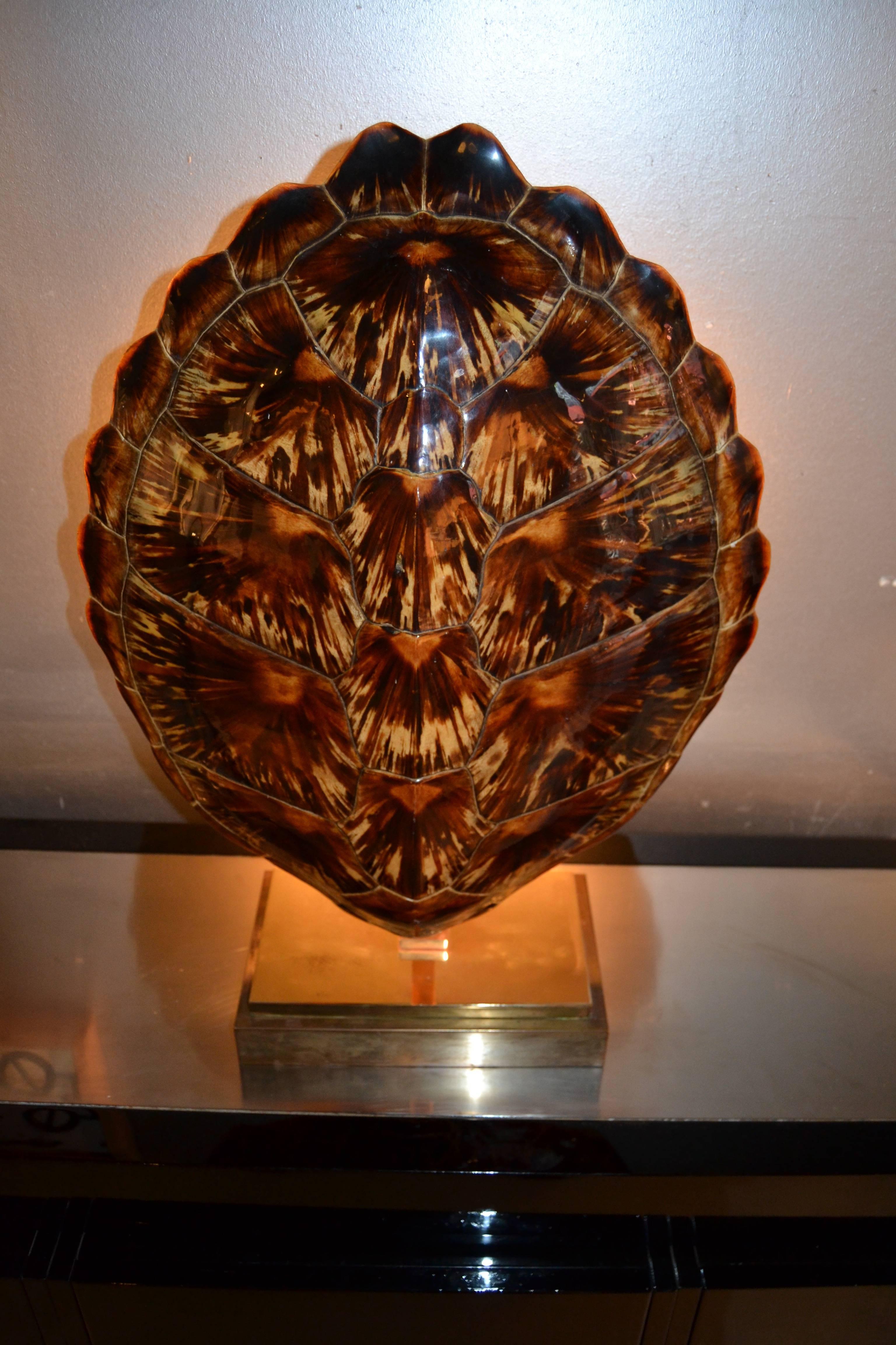 tortoise shell lamp