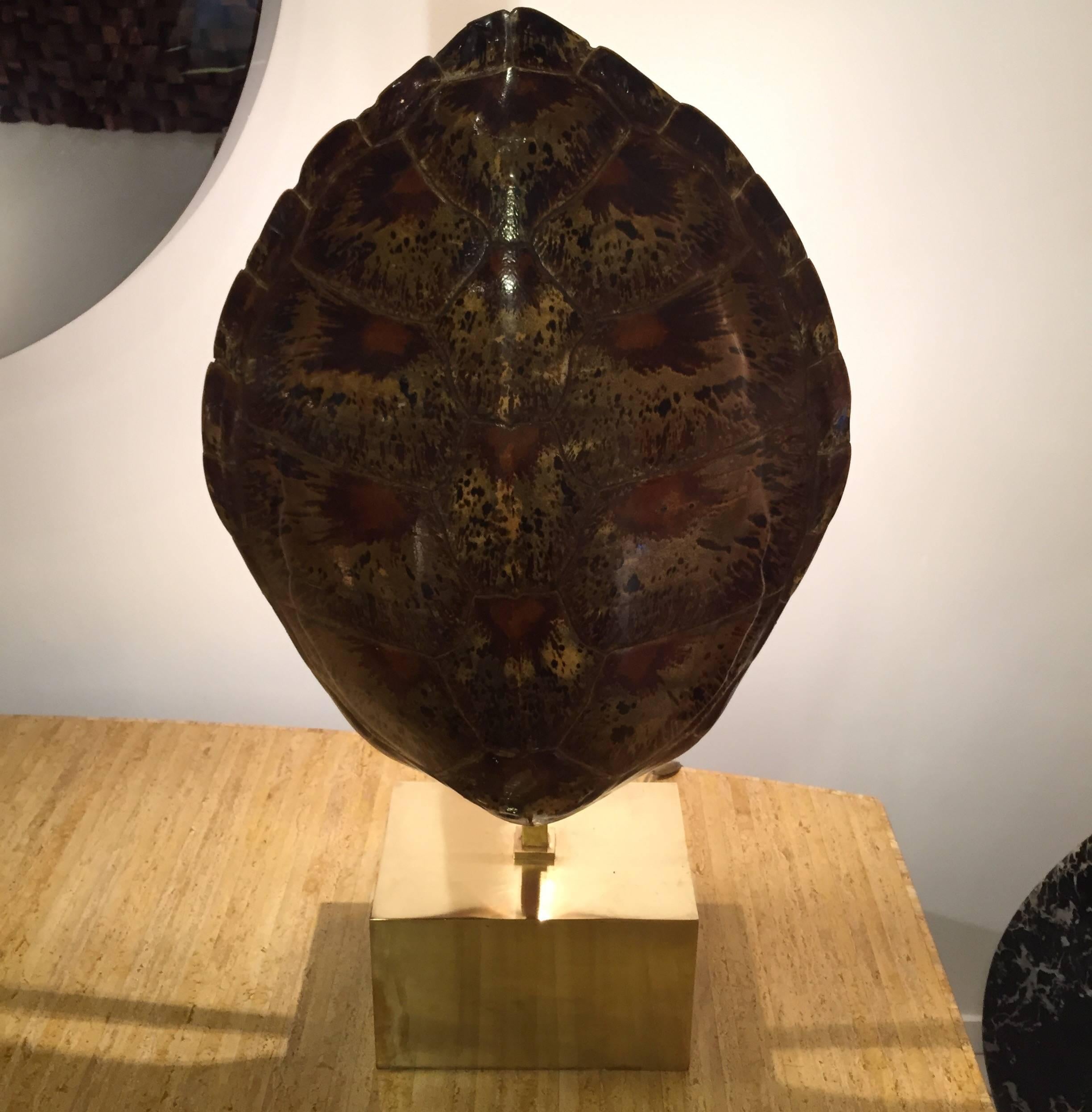 Turtle Shell Lamp Mounted by Willy Daro In Good Condition In Saint-Ouen, FR