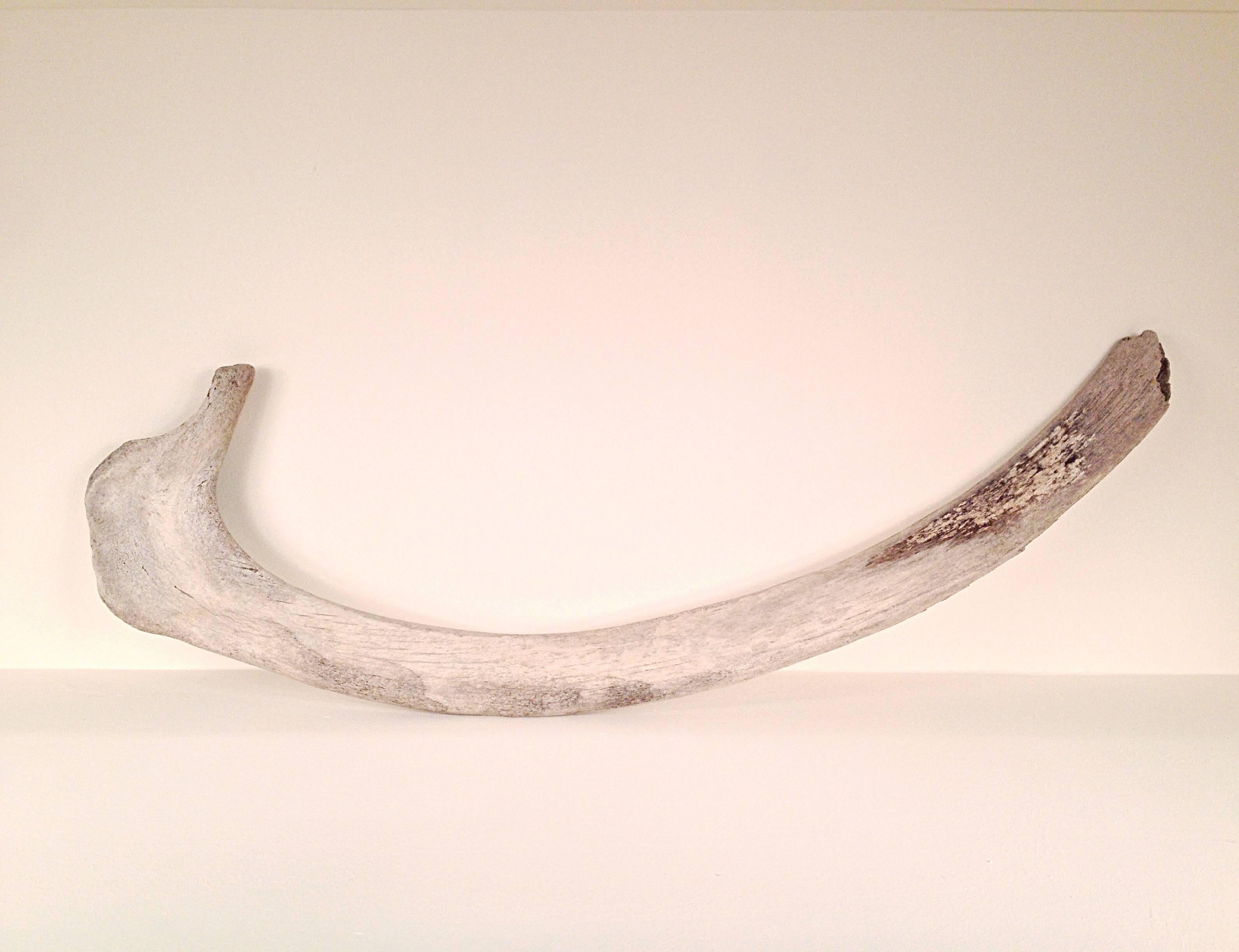 Large 19th Century Whale Rib Bone  In Excellent Condition For Sale In By Appointment Only, Ontario
