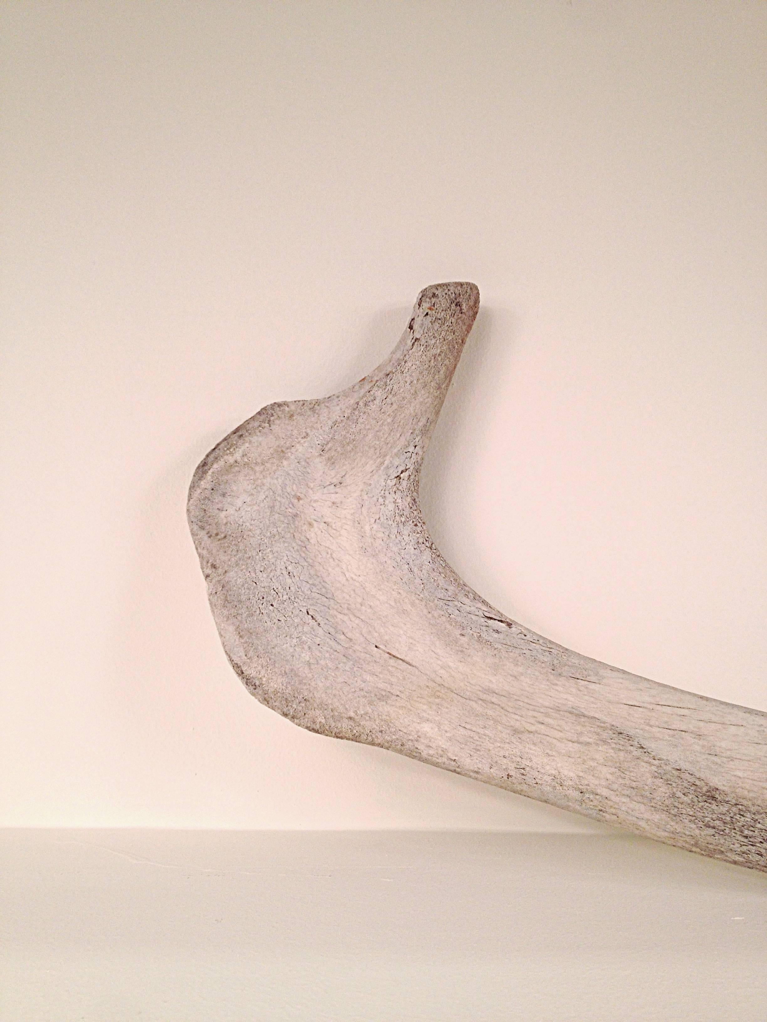 Canadian Large 19th Century Whale Rib Bone  For Sale