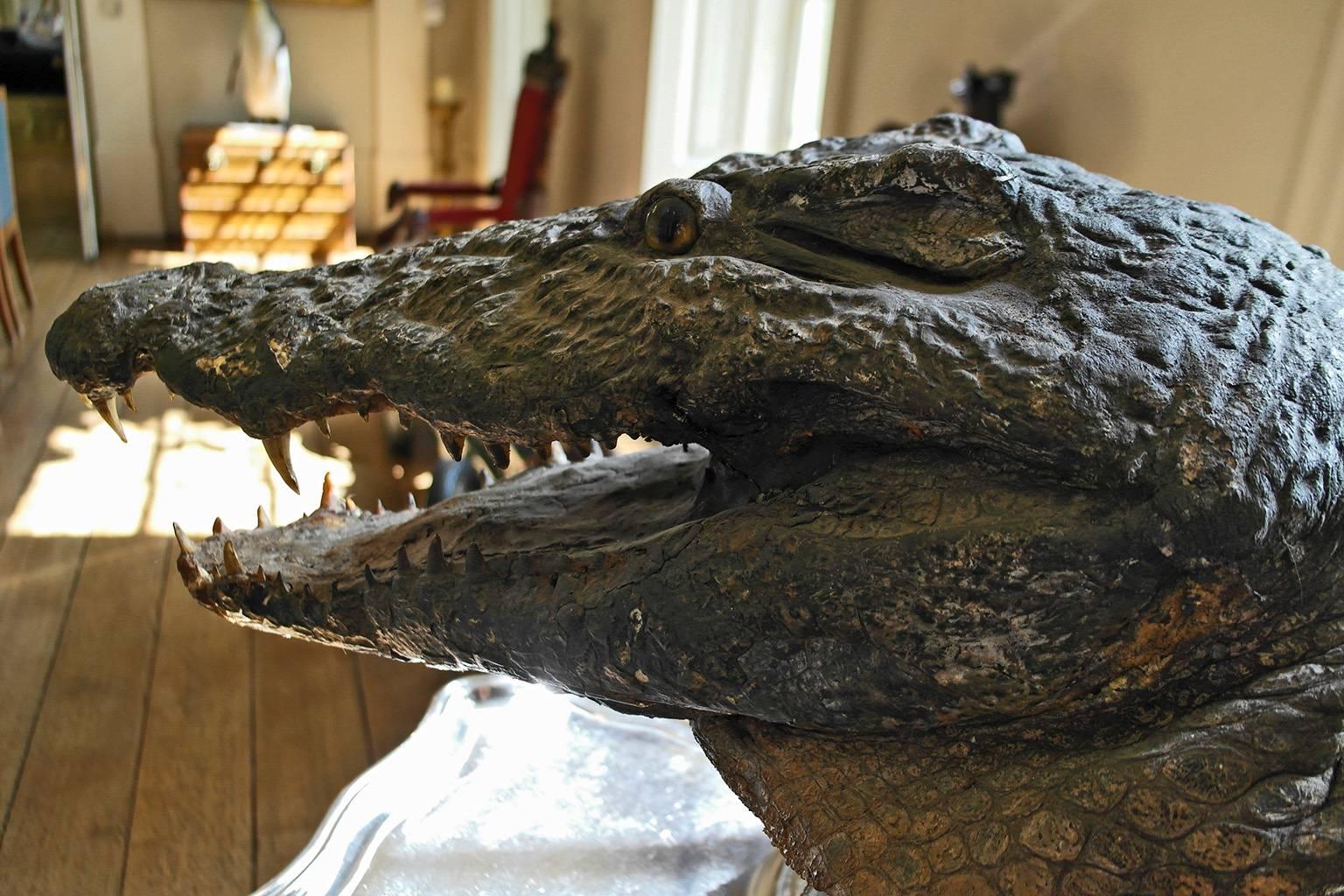 taxidermy crocodile for sale