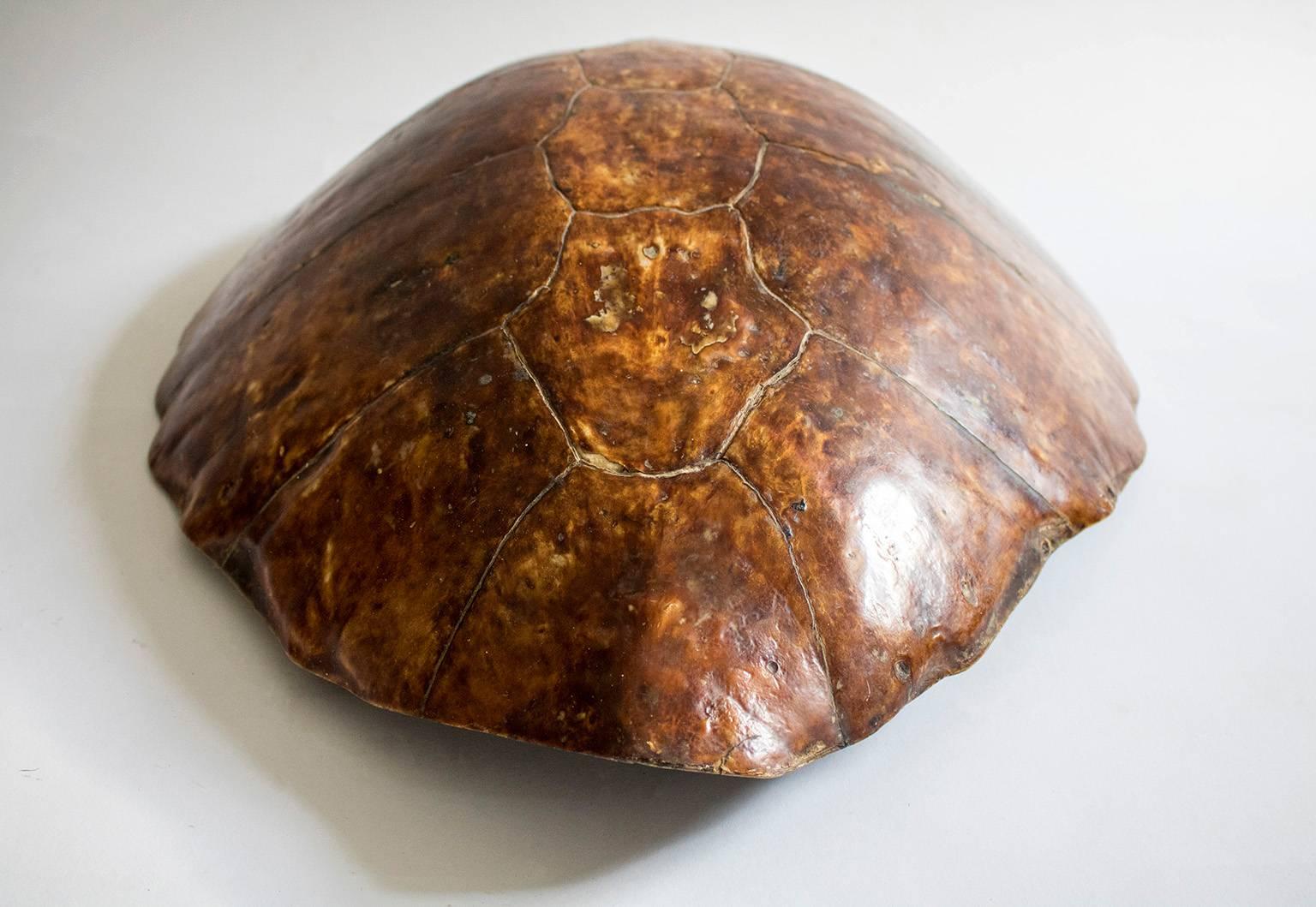 taxidermy turtle shell