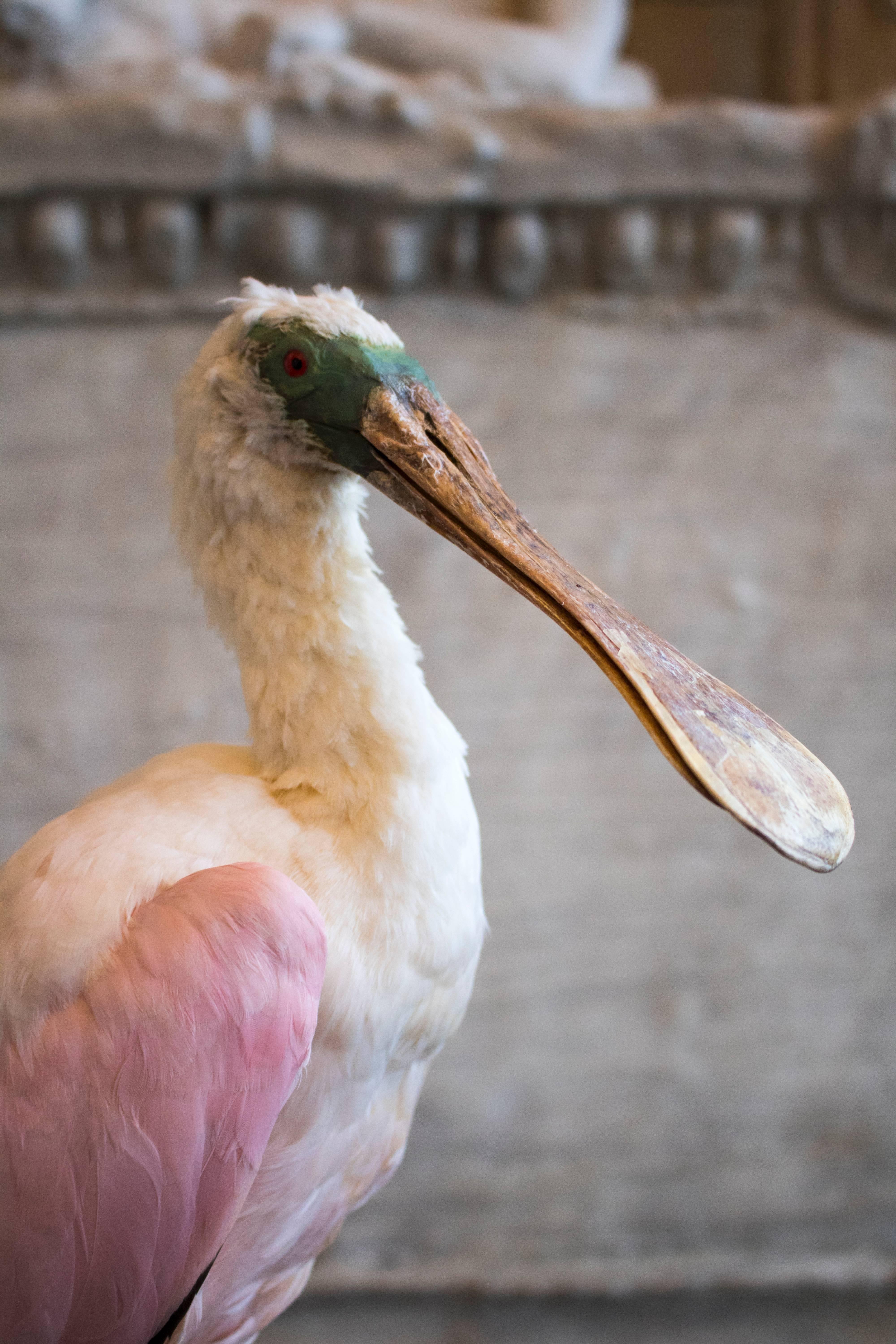 spoonbill european mount